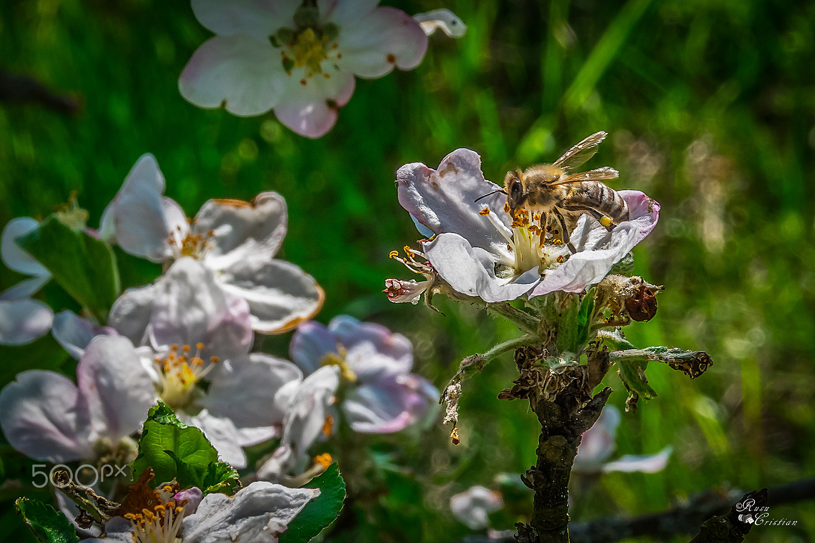 Sigma 28-300mm F3.5-6.3 DG Macro sample photo. Bee looking for nectar photography