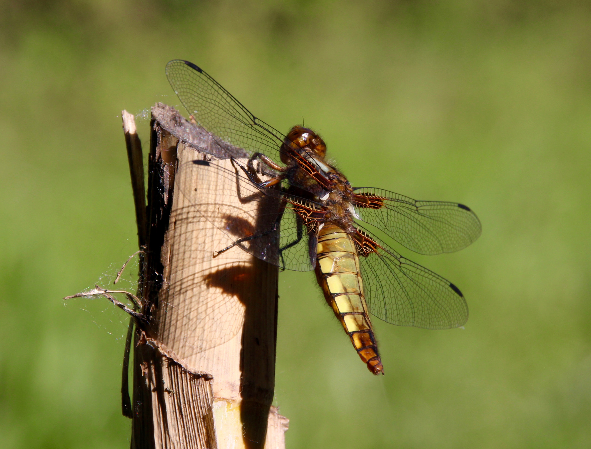 Sigma 18-250mm F3.5-6.3 DC OS HSM sample photo. Libellula depressa photography