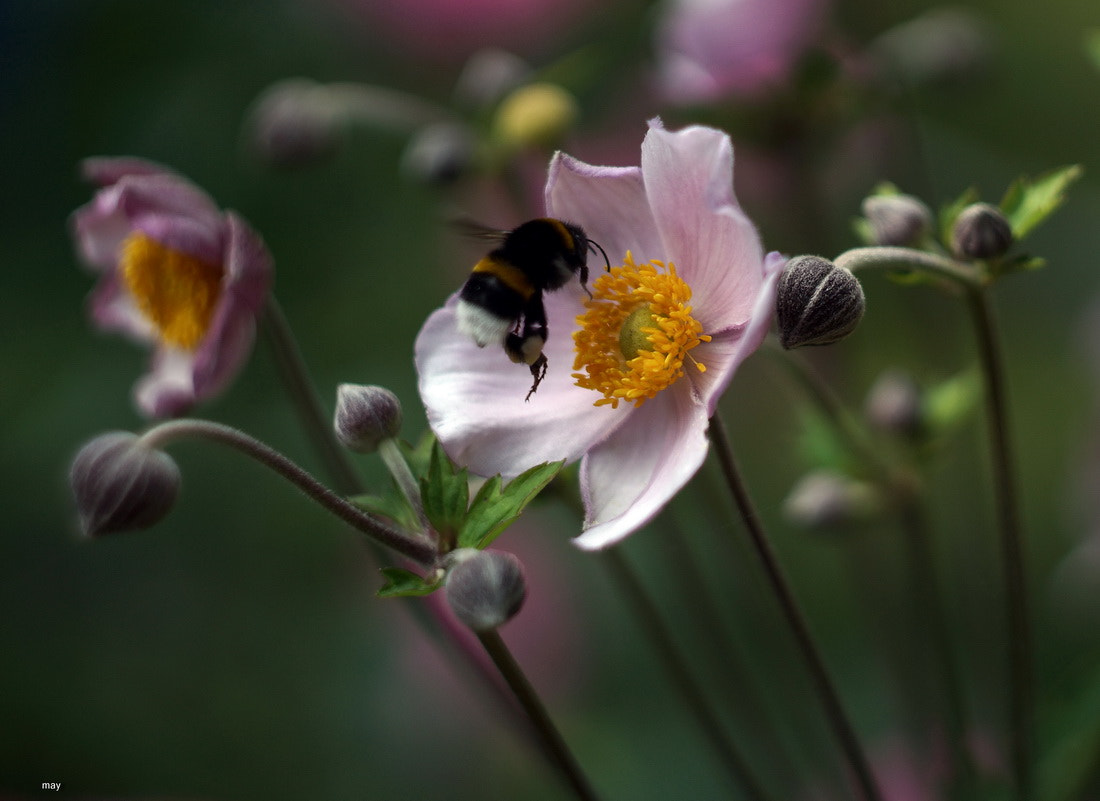 Sony SLT-A65 (SLT-A65V) + Minolta AF 50mm F1.7 sample photo. почти у цели ) photography