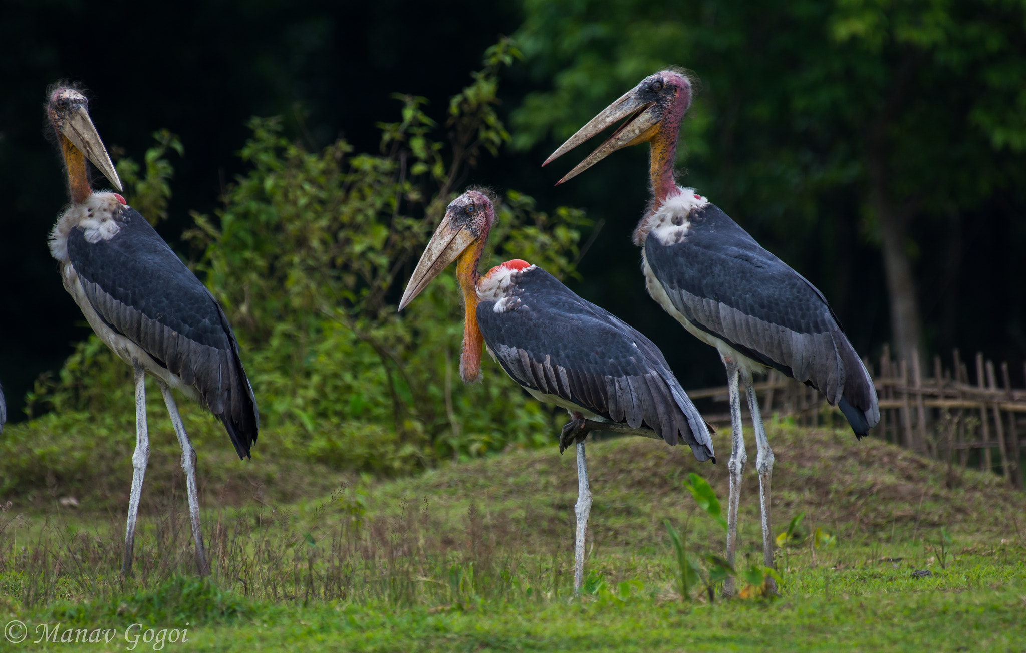 Nikon AF-S Nikkor 200-500mm F5.6E ED VR sample photo. Greater adjutant photography