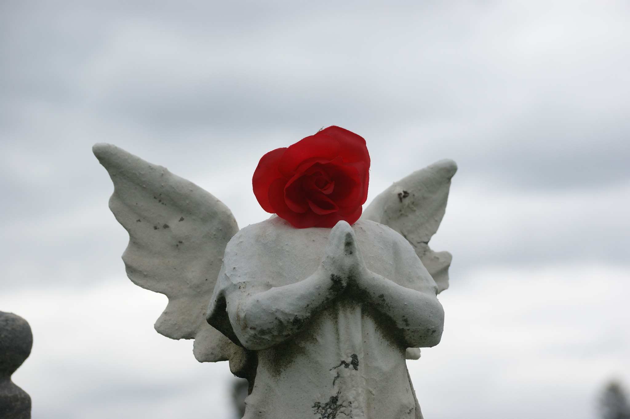 Sony Alpha DSLR-A390 sample photo. Flowering angel photography