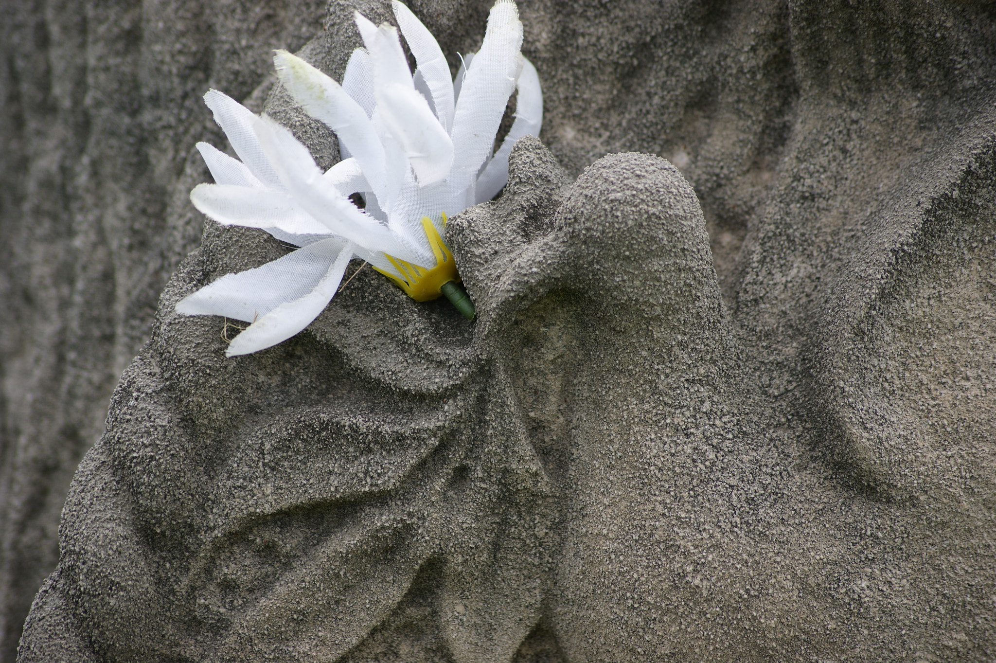 Sony Alpha DSLR-A390 sample photo. False adornment dove photography