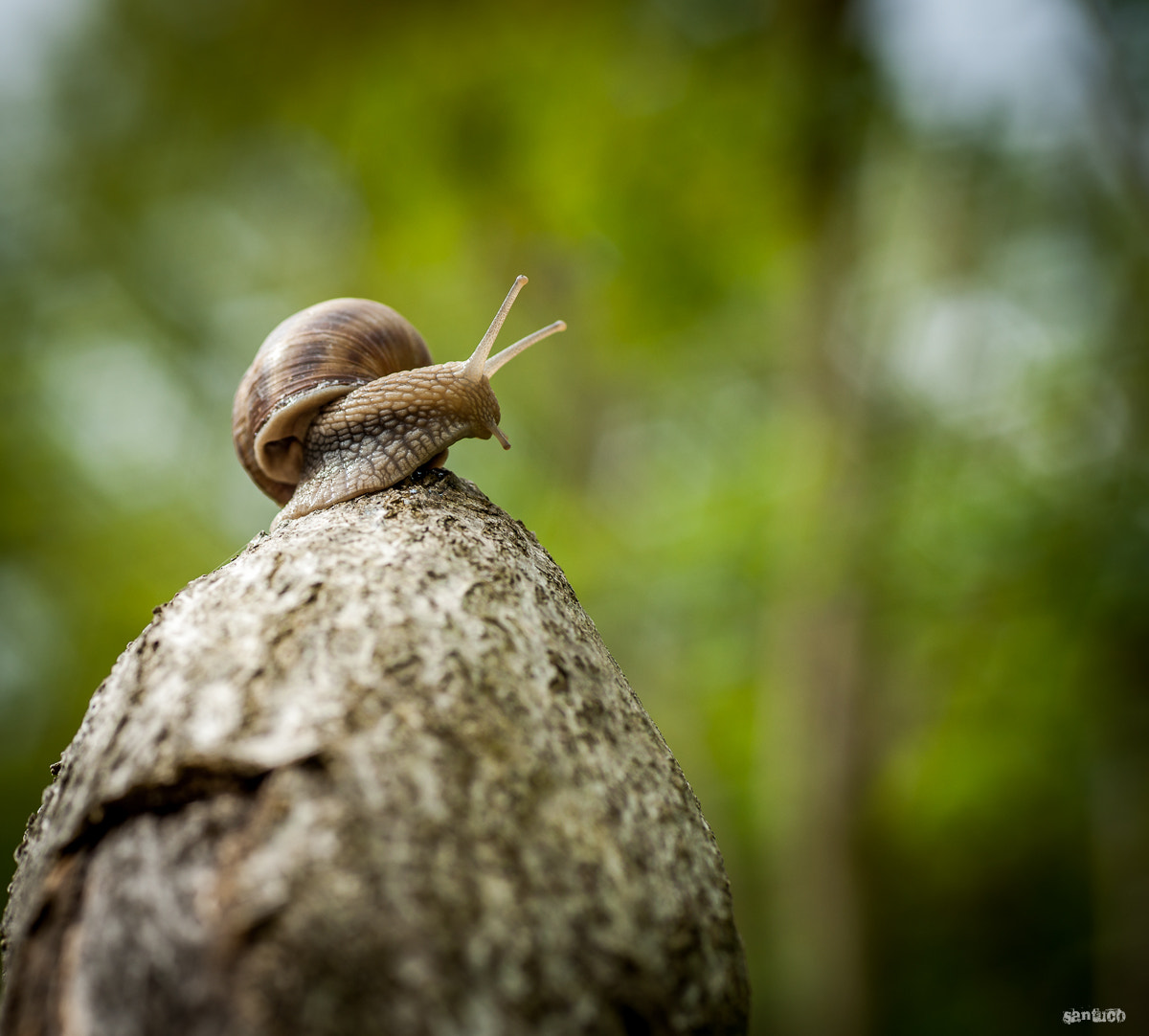 Sony Alpha DSLR-A900 + Minolta AF 100mm F2.8 Macro [New] sample photo. Snail photography