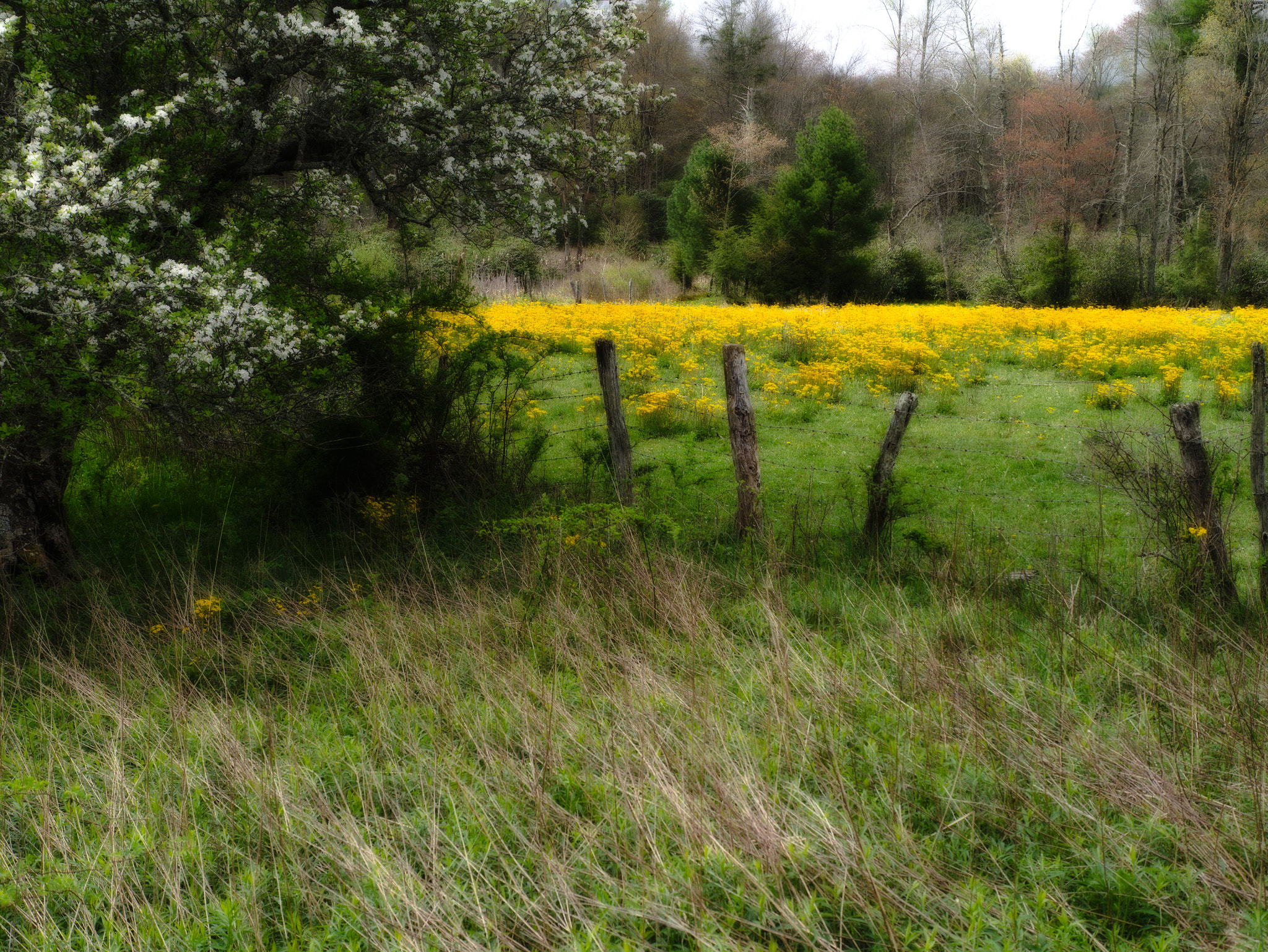 Panasonic Lumix DMC-GX1 + Panasonic Leica DG Summilux 25mm F1.4 II ASPH sample photo. Blue ridge bloom photography