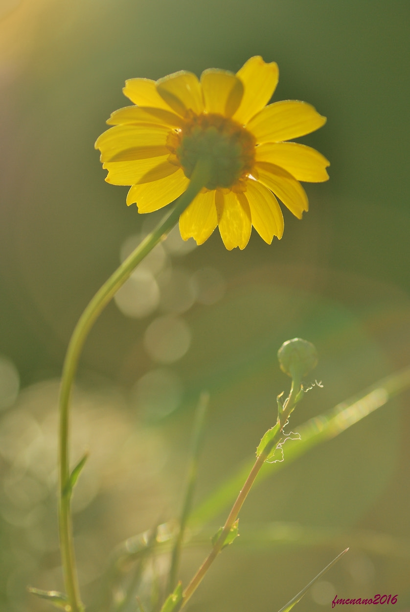 Nikon D60 sample photo. Contraluz photography