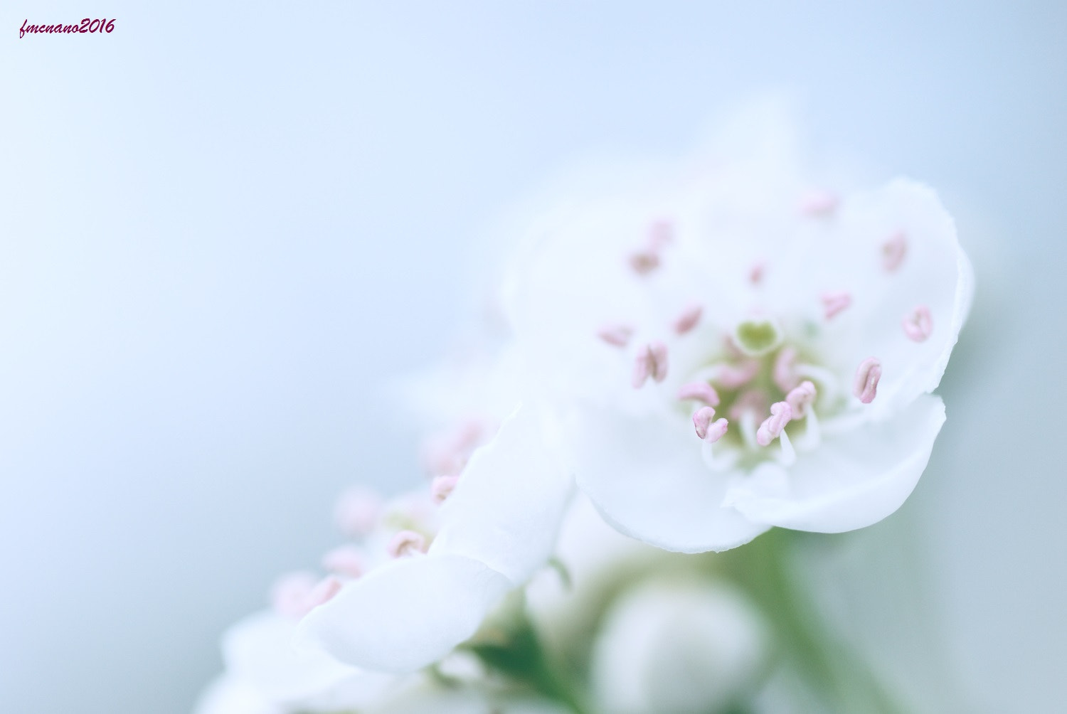 Nikon D60 sample photo. En blanco photography