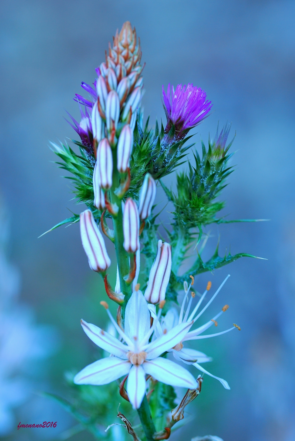 Nikon D60 sample photo. Floral photography