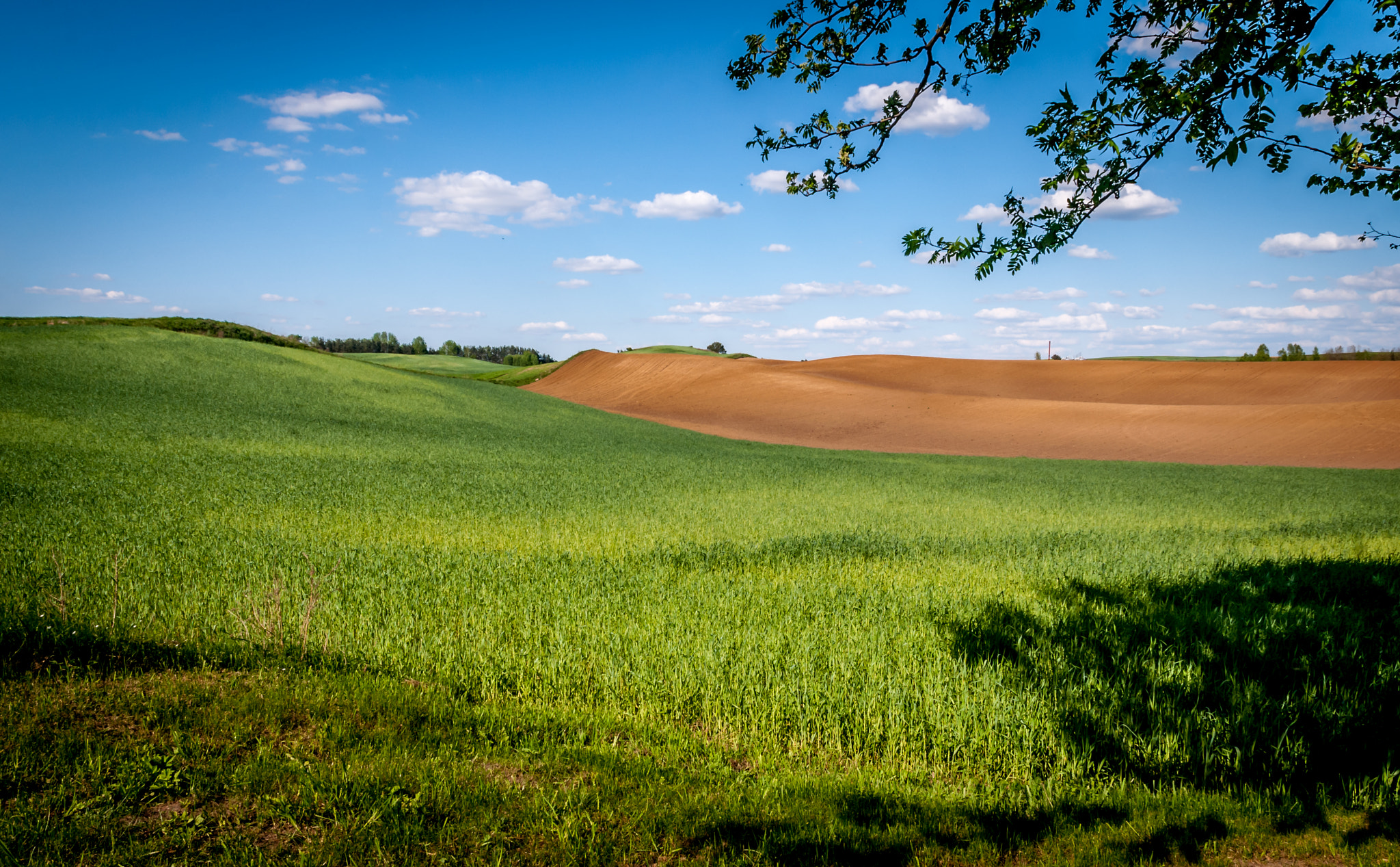 Nikon D80 + Sigma 17-70mm F2.8-4 DC Macro OS HSM | C sample photo. Trzcin in poland looks like tuscany - 2 photography