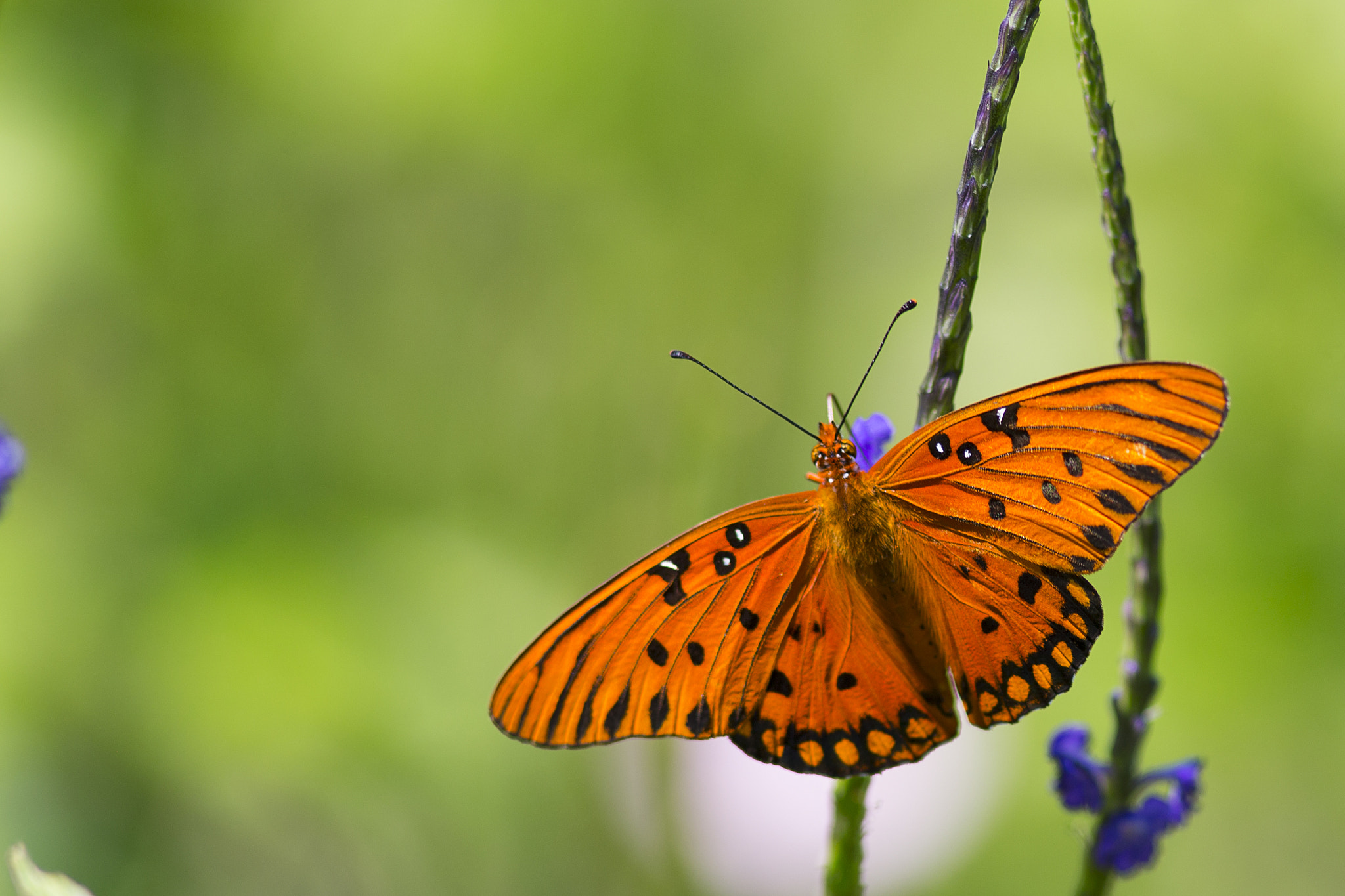 Canon EOS-1D X + Canon EF 300mm F4L IS USM sample photo. Gulf fritillary butterfly photography