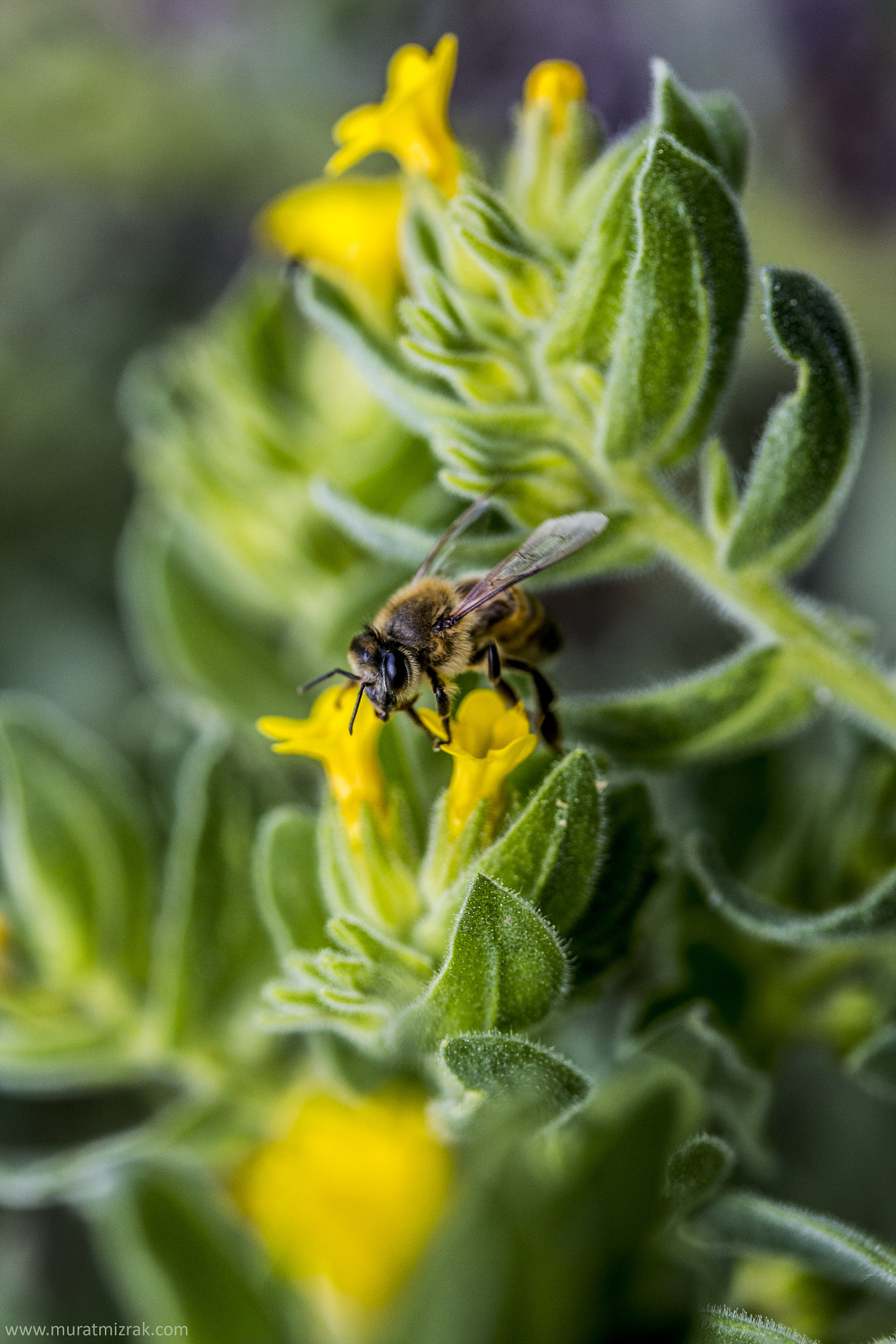 Canon EF-S 60mm F2.8 Macro USM sample photo. Emekçi arı photography