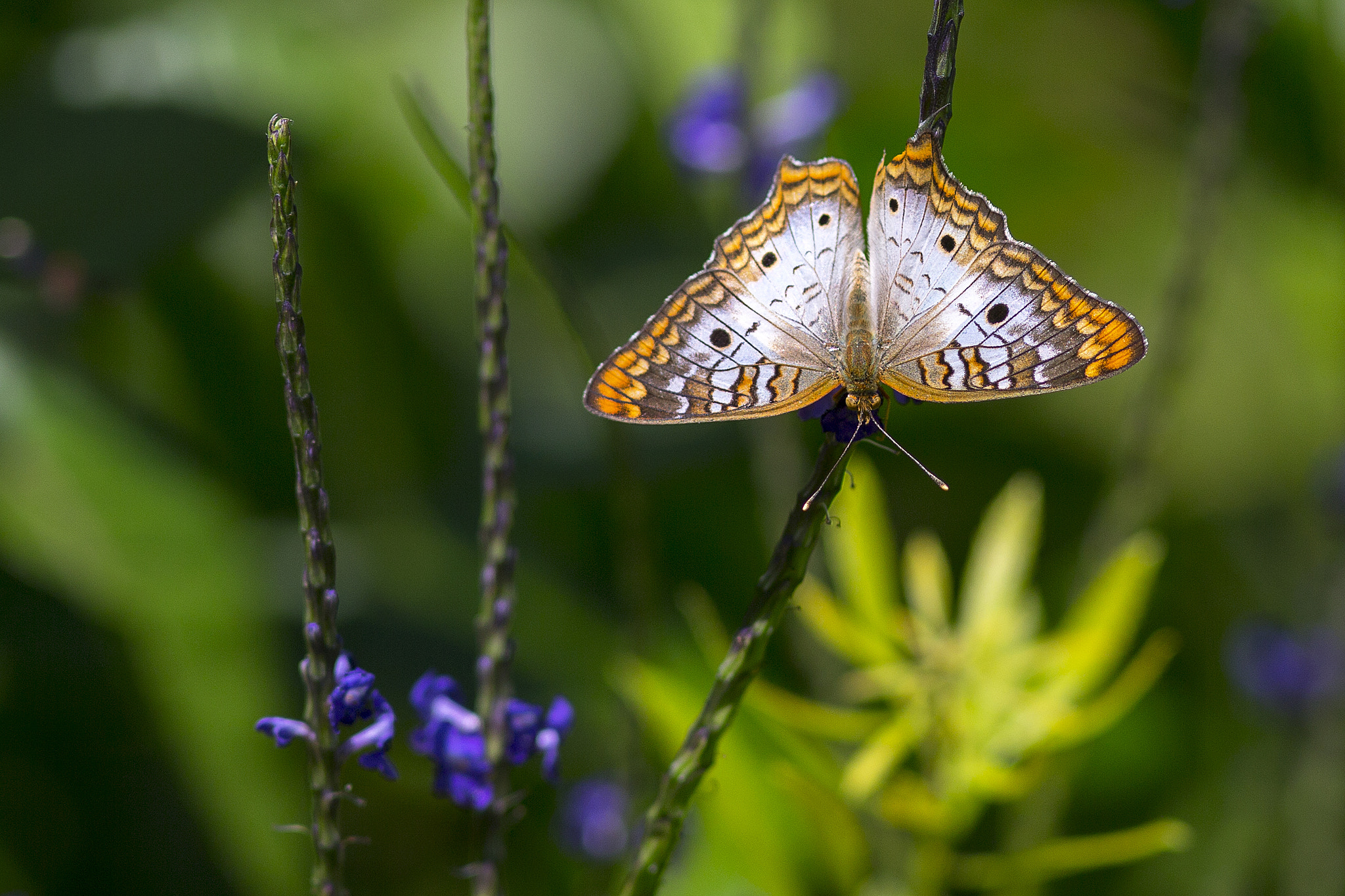 Canon EF 300mm F4L IS USM sample photo. White peacock butterfly photography