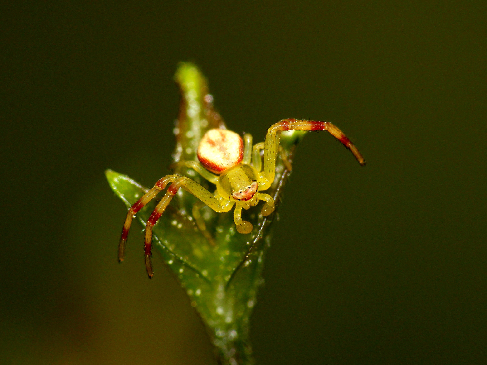 Canon EF-S 55-250mm F4-5.6 IS sample photo. Spider photography