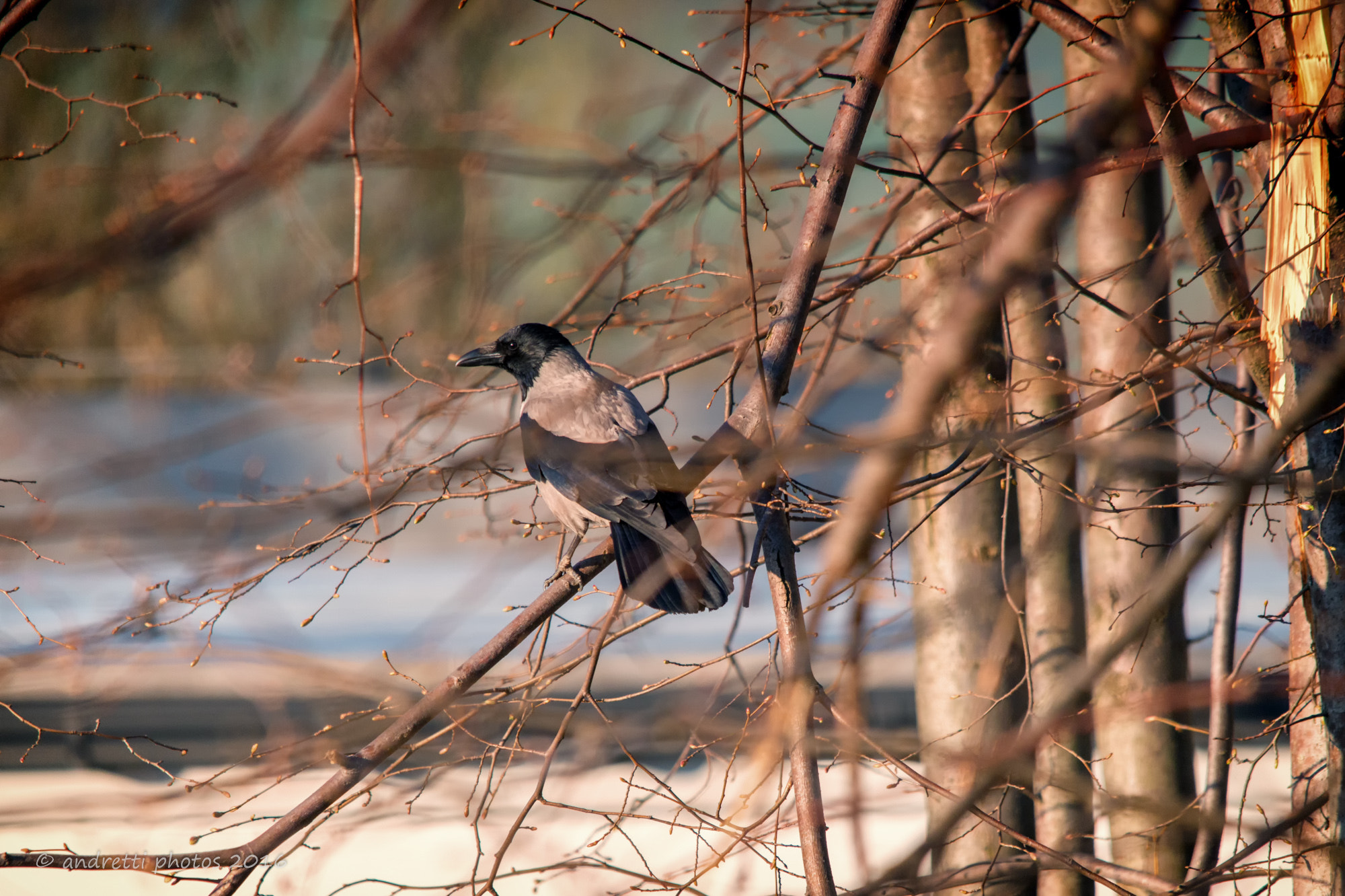 Sigma 150-500mm F5-6.3 DG OS HSM sample photo. Crow (corvus cornix) photography