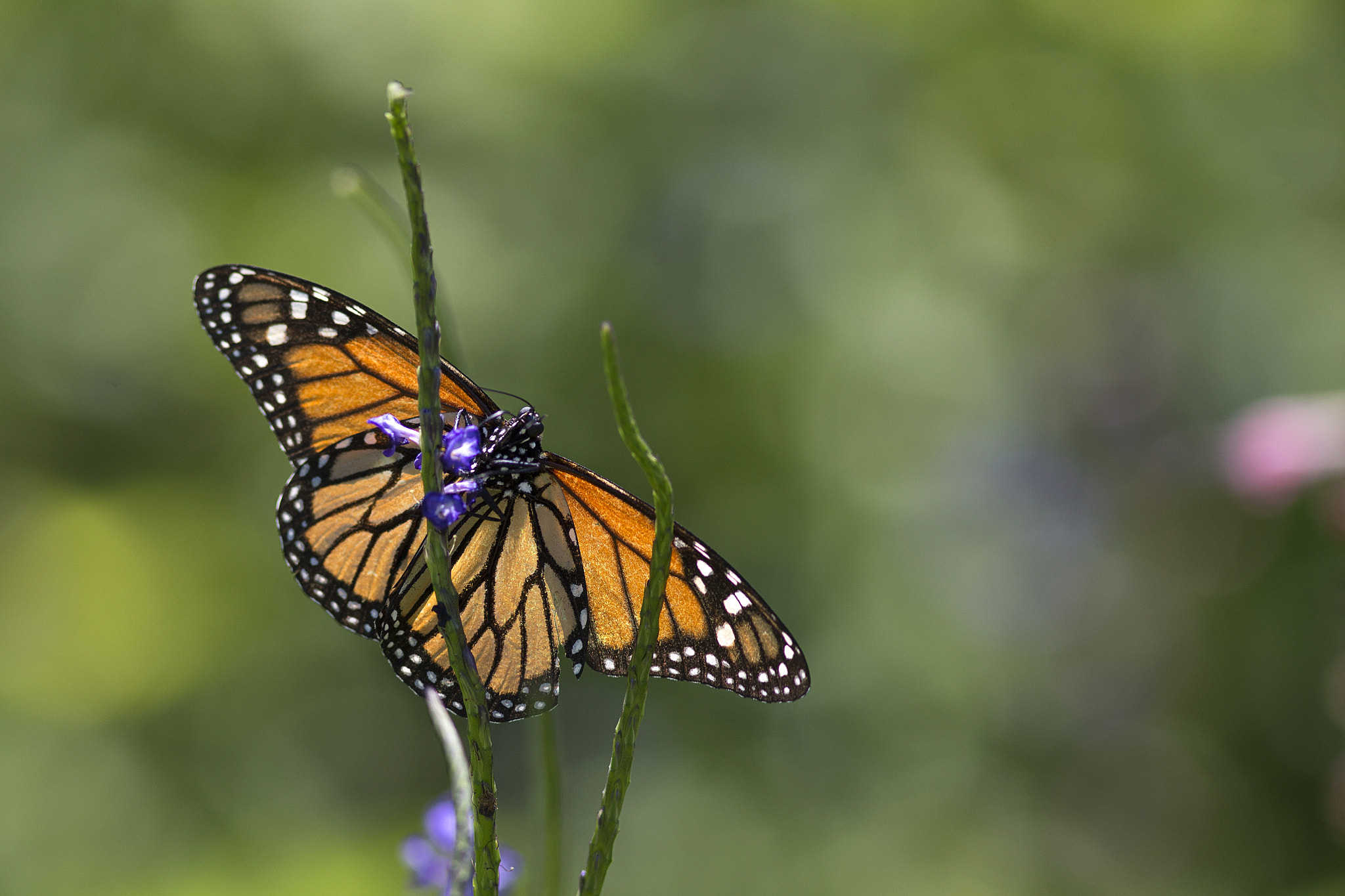 Canon EF 300mm F4L IS USM sample photo. Monarch butterfly photography