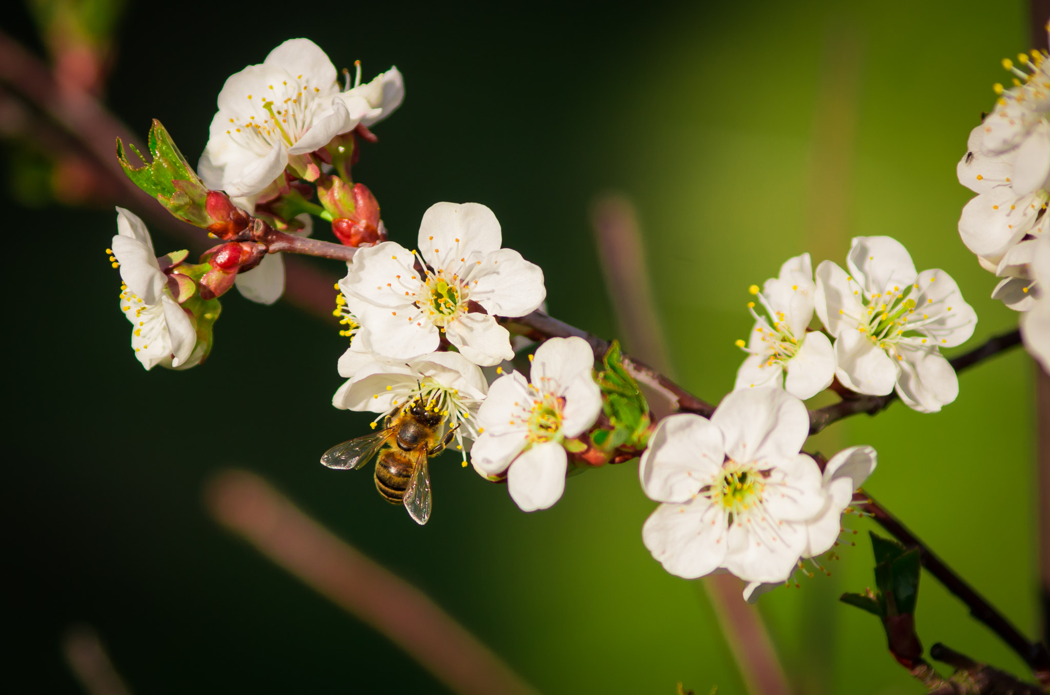 smc PENTAX-DA L 50-200mm F4-5.6 ED sample photo. First bee of the year, hello spring my old friend! photography