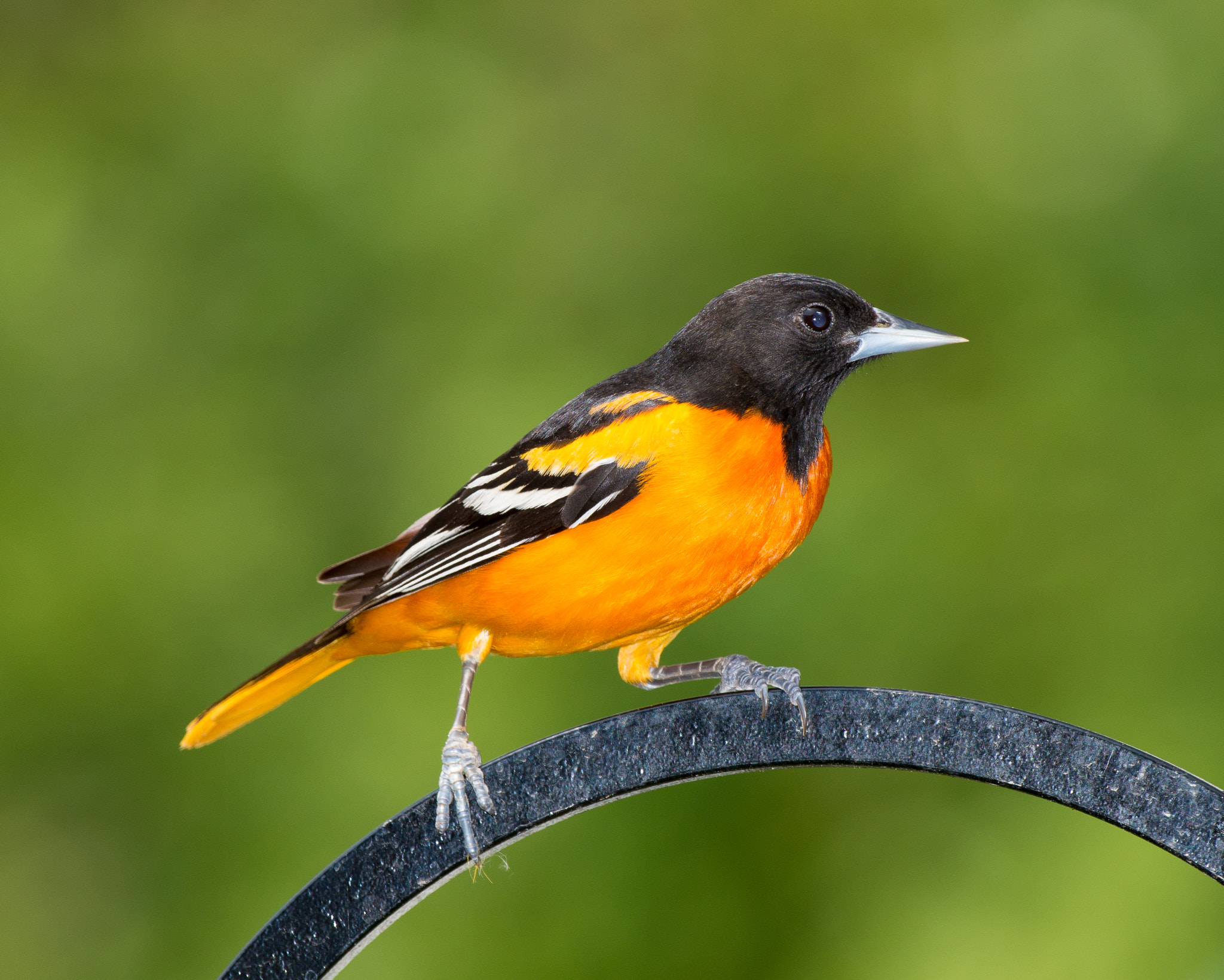 Nikon AF-S Nikkor 500mm F4D ED-IF II sample photo. Baltimore oriole & arch photography