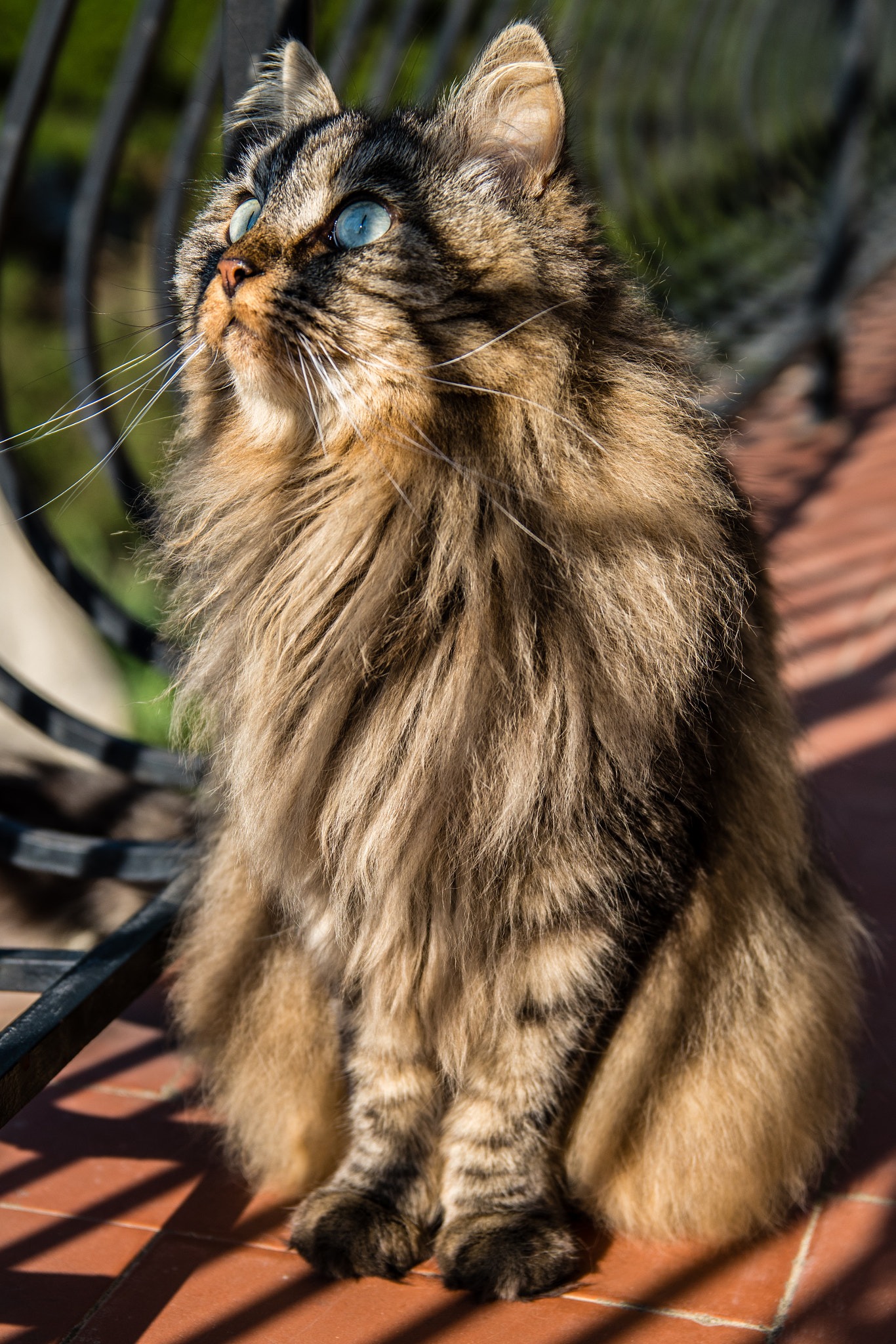 Sigma 17-50mm F2.8 EX DC HSM sample photo. Iris the cat photography