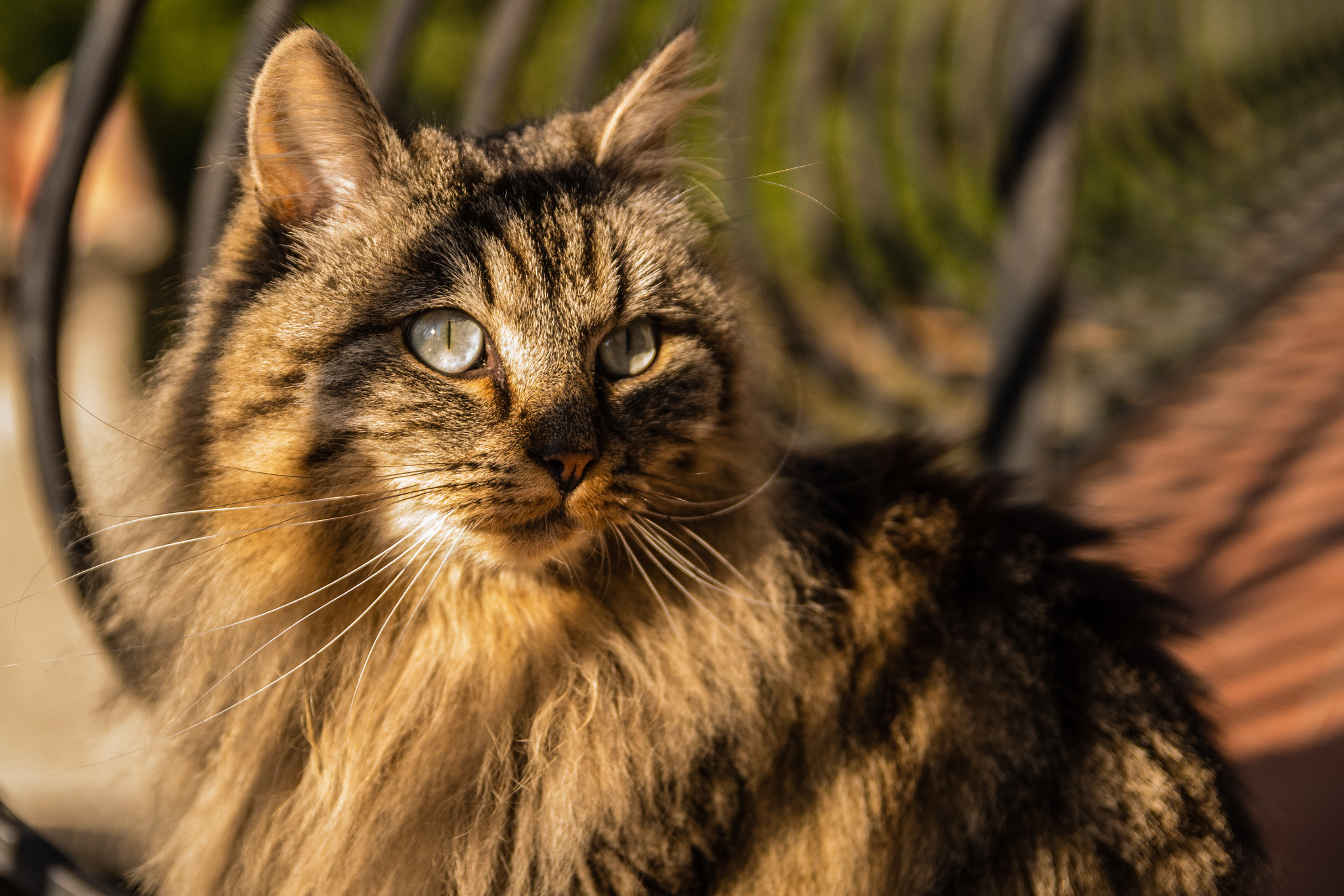 Sigma 17-50mm F2.8 EX DC HSM sample photo. Iris the cat photography
