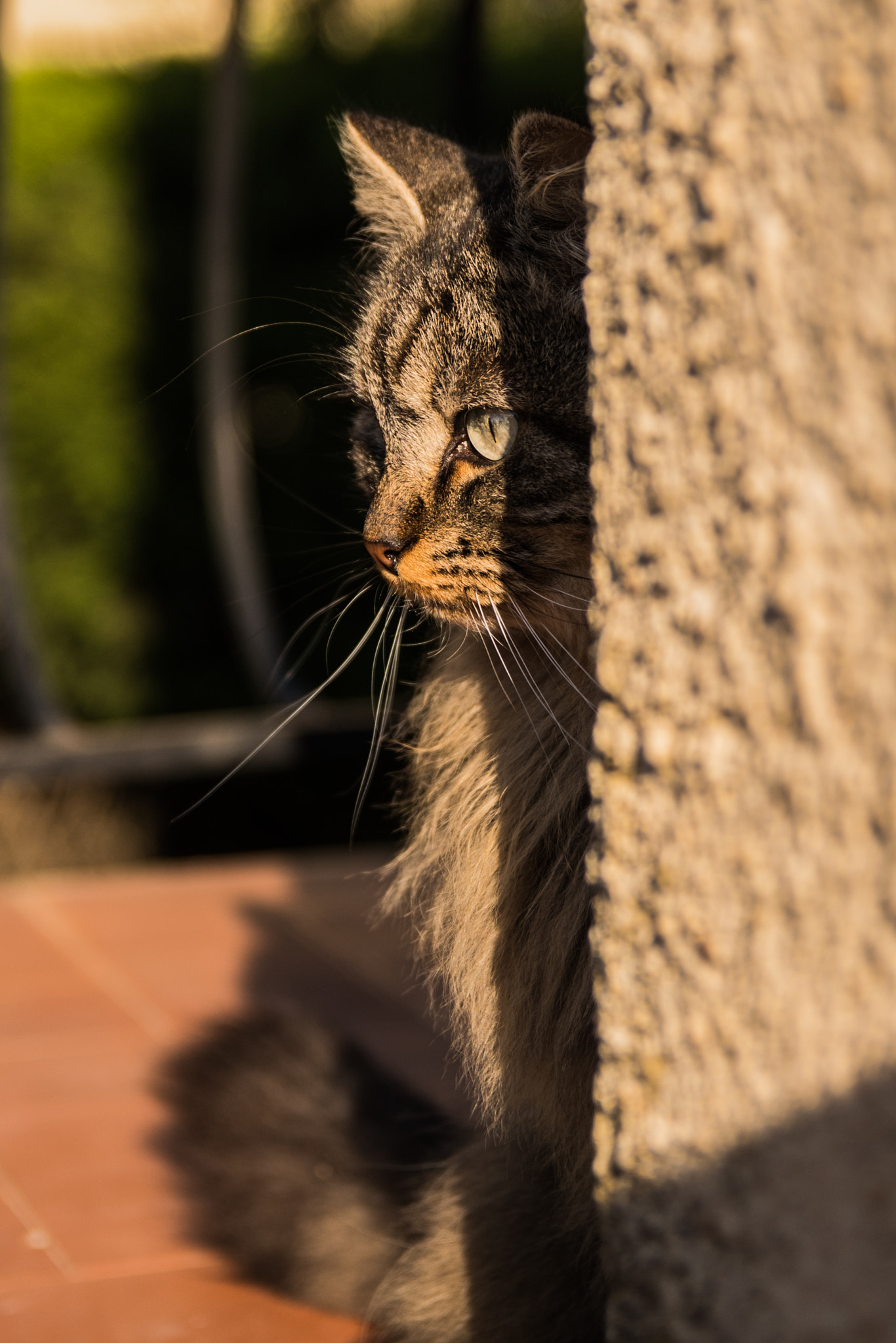 Sigma 17-50mm F2.8 EX DC HSM sample photo. Iris the cat photography