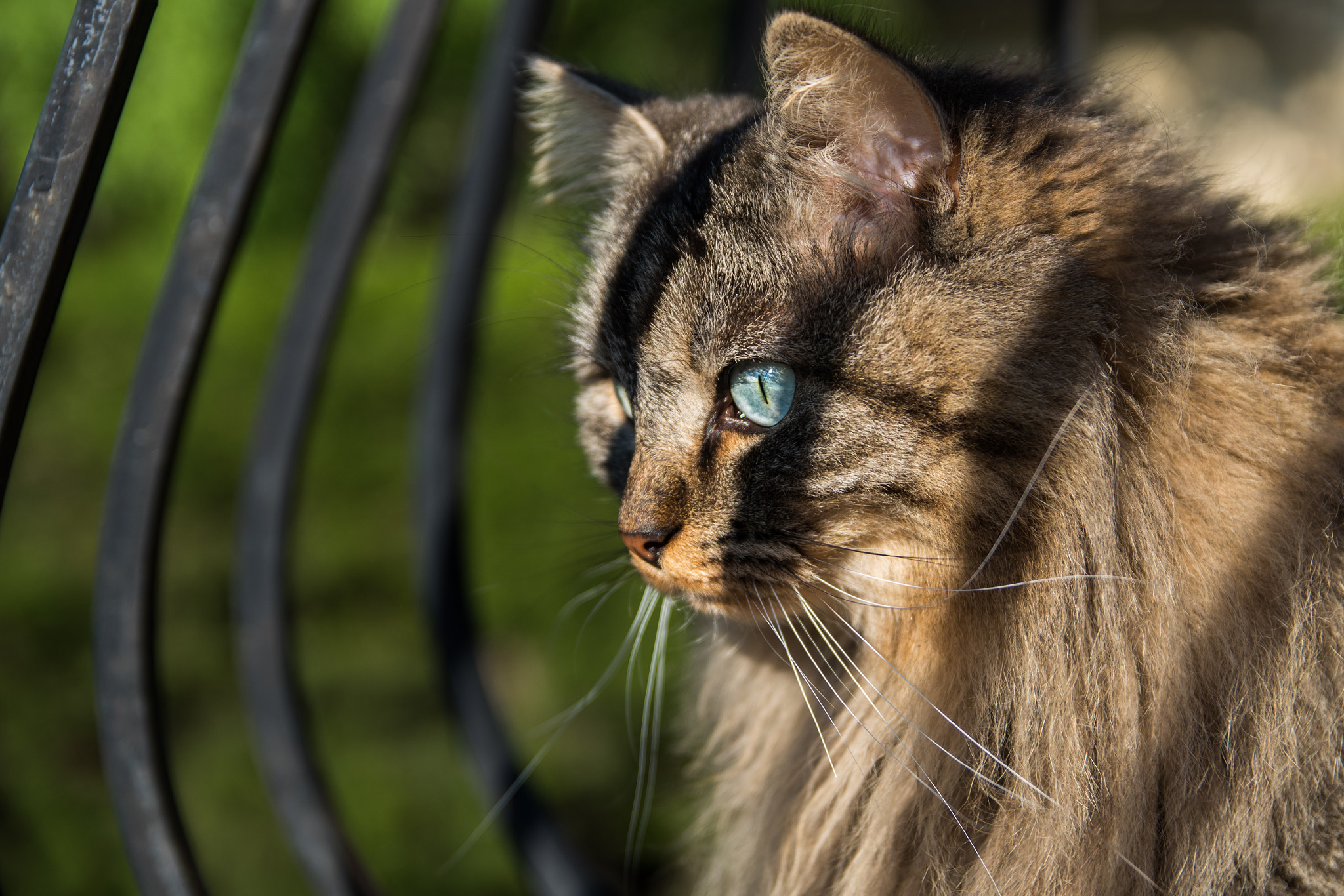 Sigma 17-50mm F2.8 EX DC HSM sample photo. Iris the cat photography