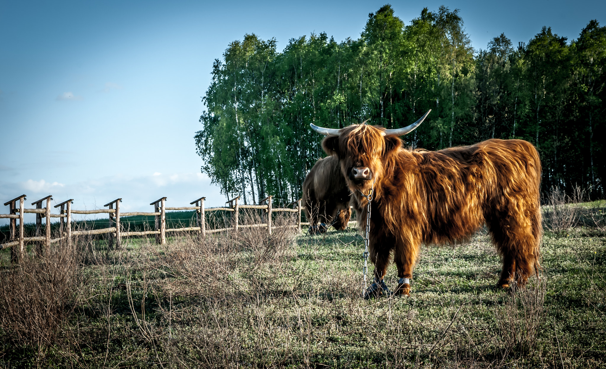 Nikon D80 + Sigma 17-70mm F2.8-4 DC Macro OS HSM | C sample photo. Trzcin in poland - scottish cows photography