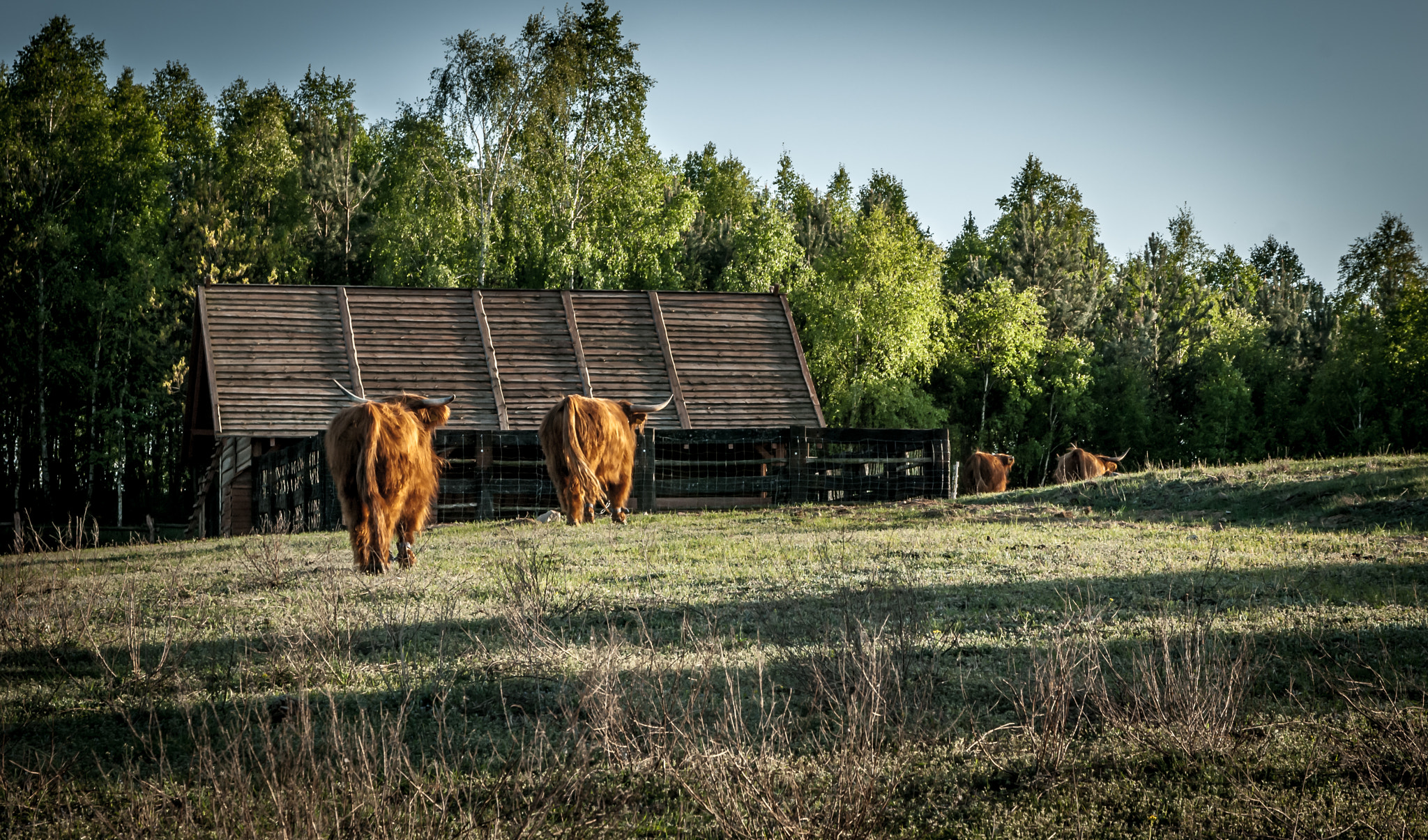 Nikon D80 + Sigma 17-70mm F2.8-4 DC Macro OS HSM | C sample photo. Trzcin in poland - scottish cows photography