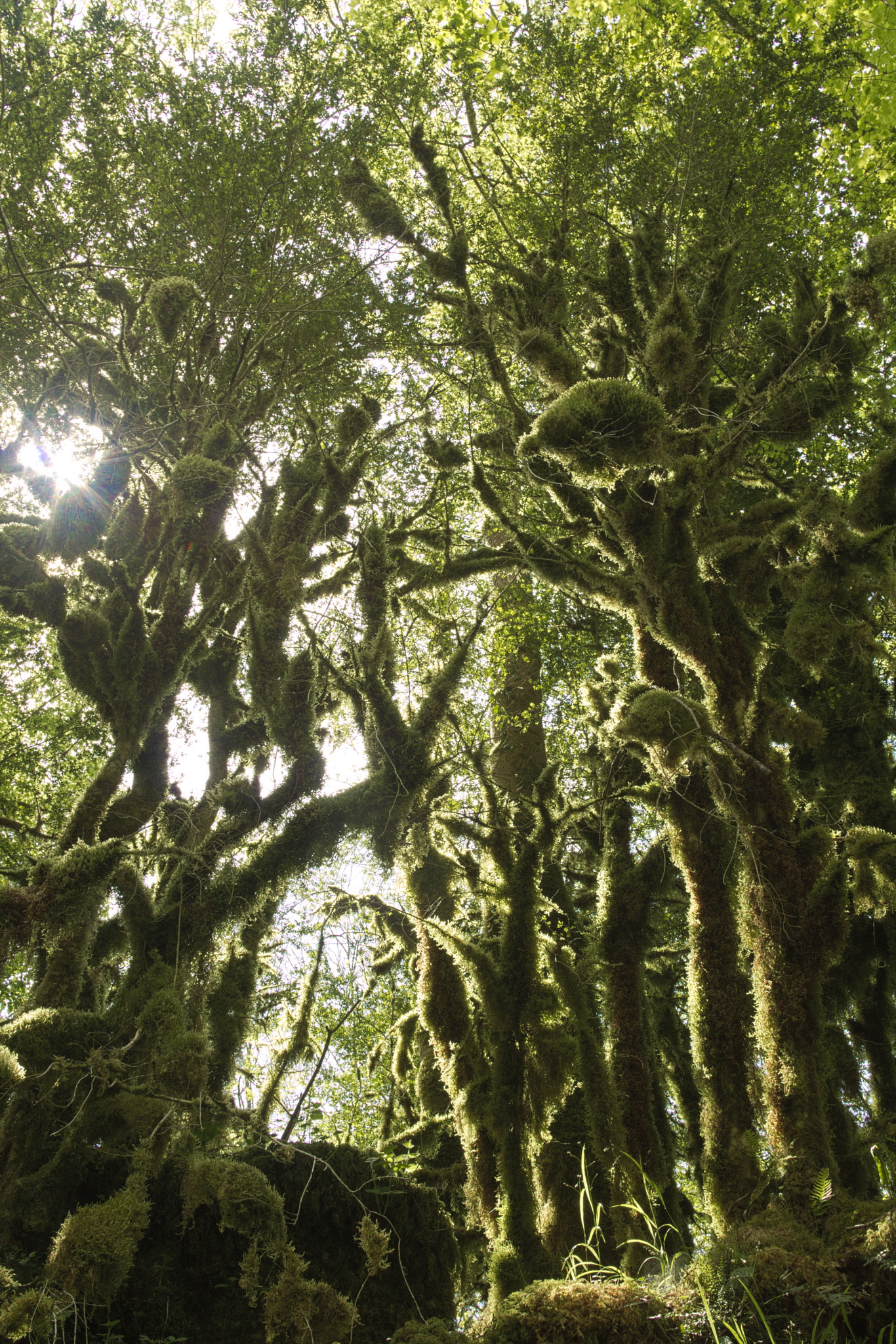 Canon EF 24-85mm F3.5-4.5 USM sample photo. The old forest -trees covered with moss (vercors) photography