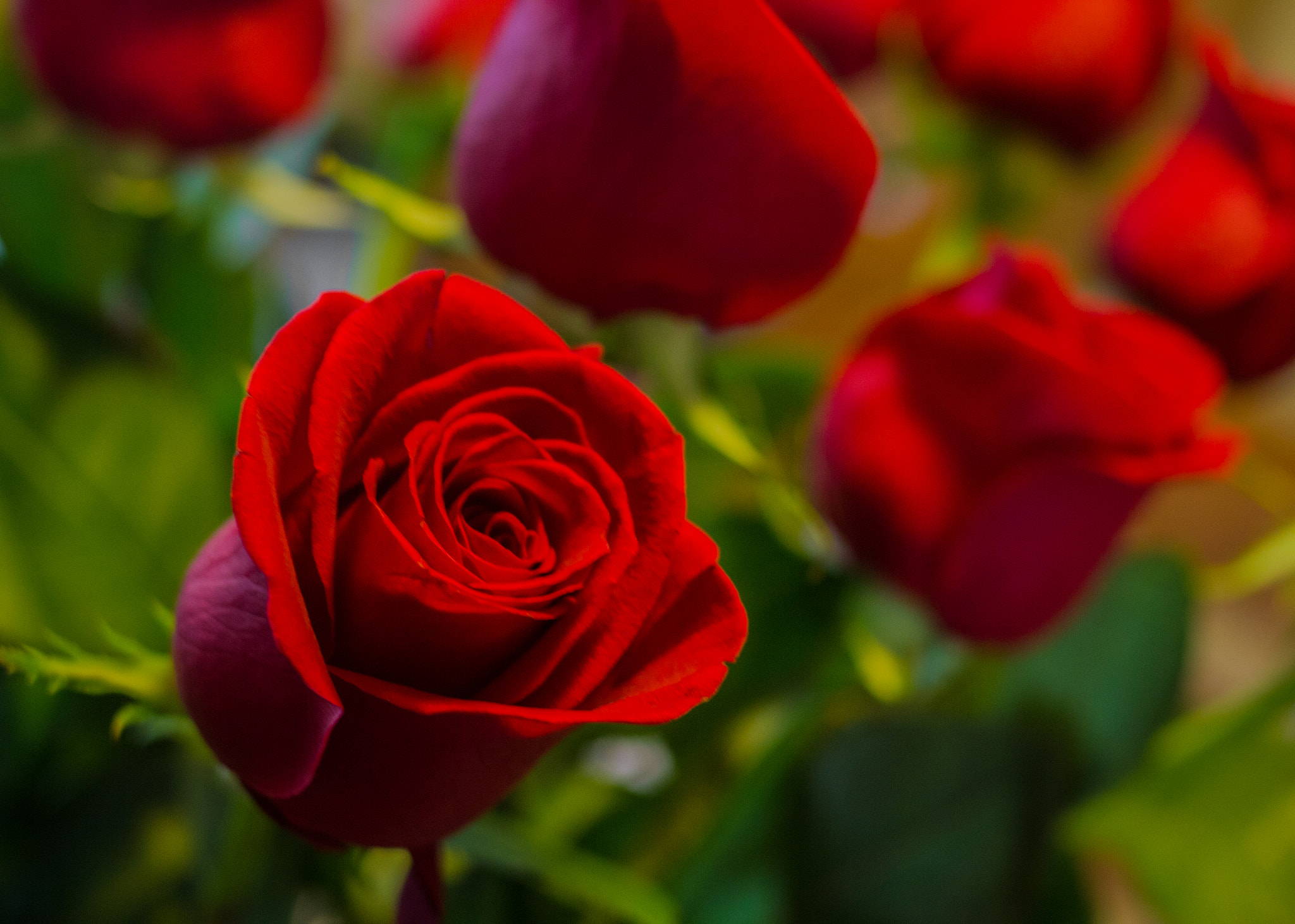 Canon EOS 550D (EOS Rebel T2i / EOS Kiss X4) + Canon EF 35mm F2 sample photo. Fresh roses photography