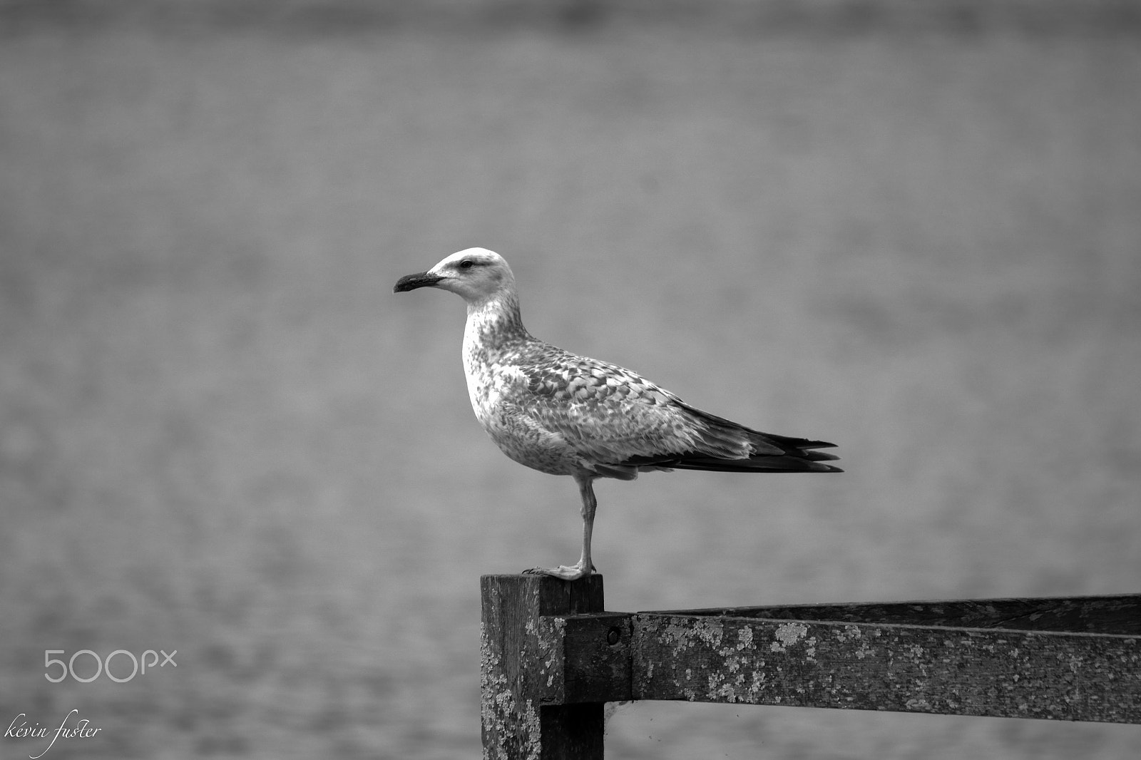 Sigma 150-500mm F5-6.3 DG OS HSM sample photo. Lac marion photography