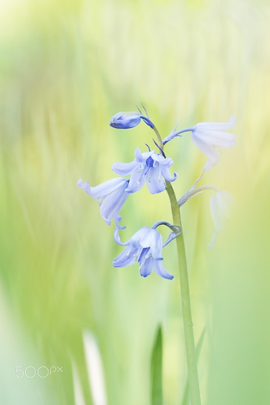 Sony ILCA-77M2 + Sony 100mm F2.8 Macro sample photo. Hyacinthoides non-scripta photography