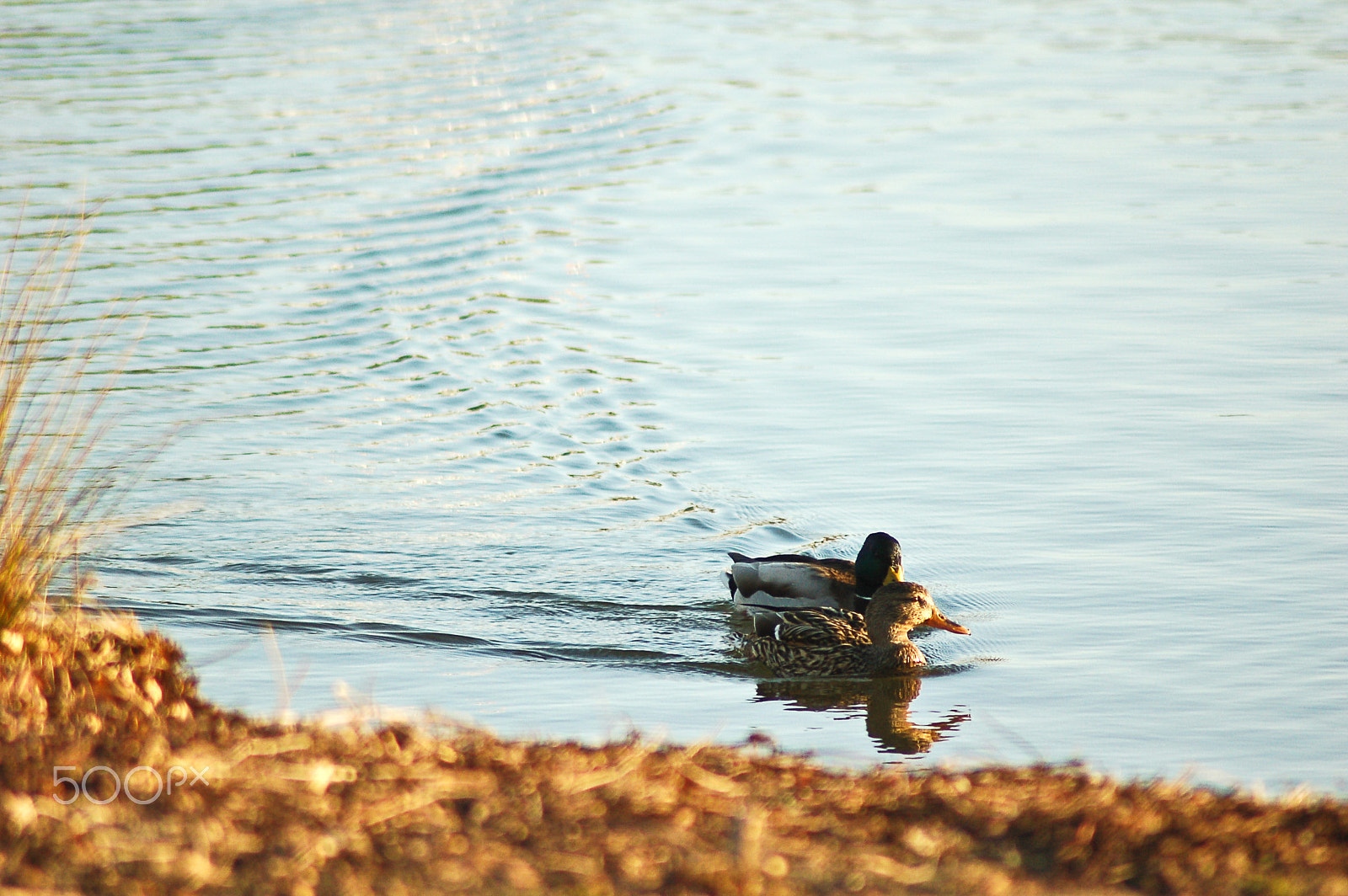 Nikon D50 sample photo. Forever photography