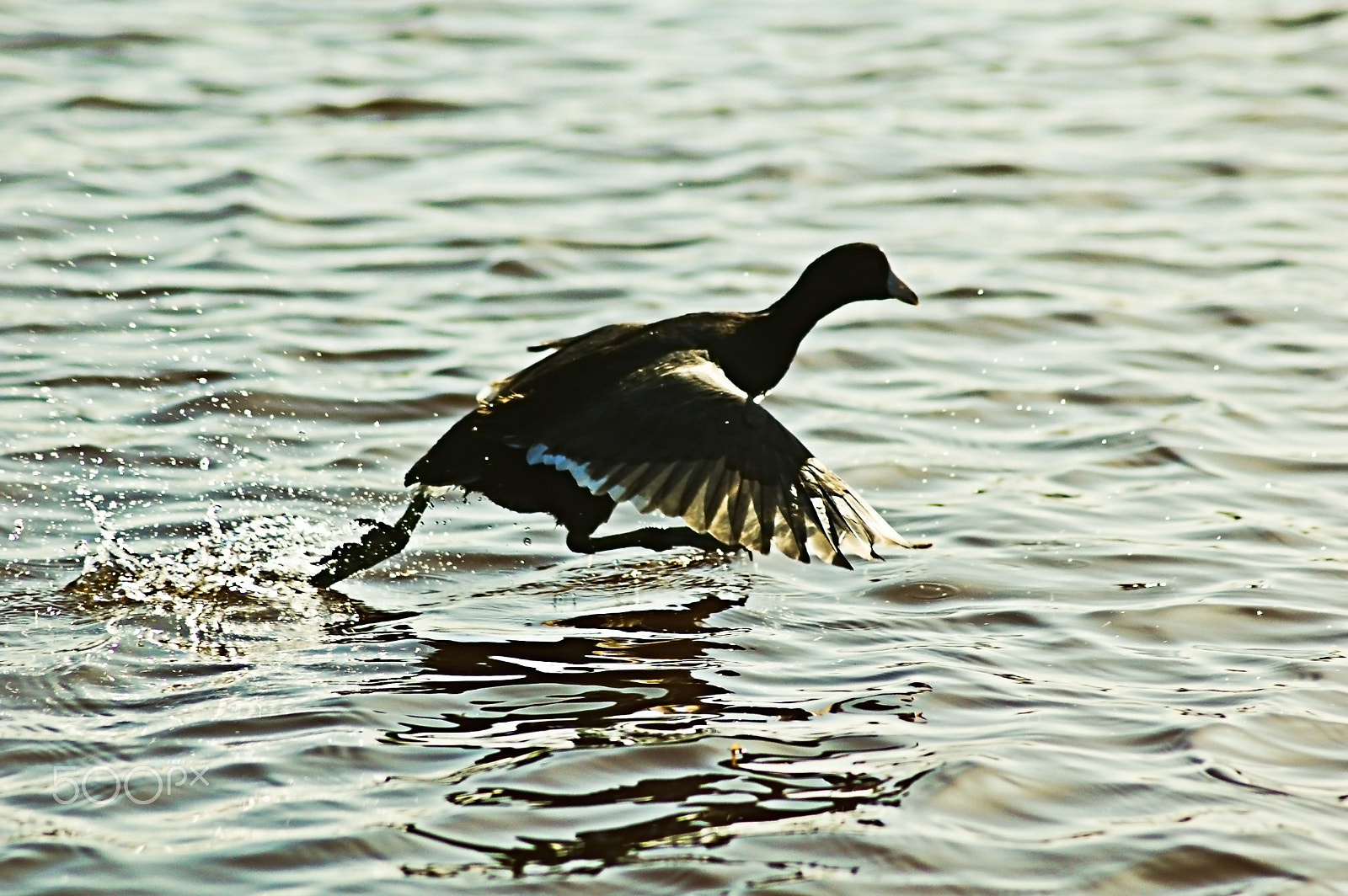 Nikon D50 sample photo. Willpower photography