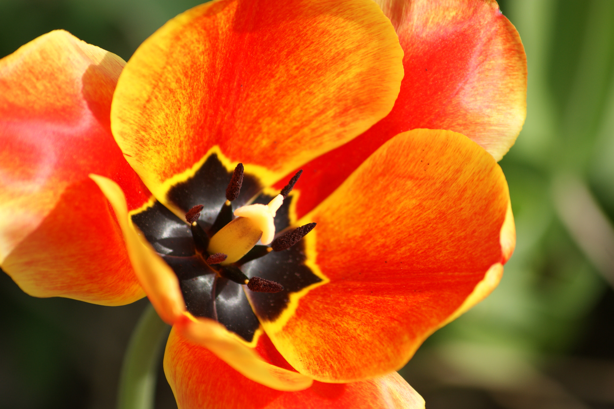 Sony Alpha DSLR-A390 sample photo. Fiery daffodil photography