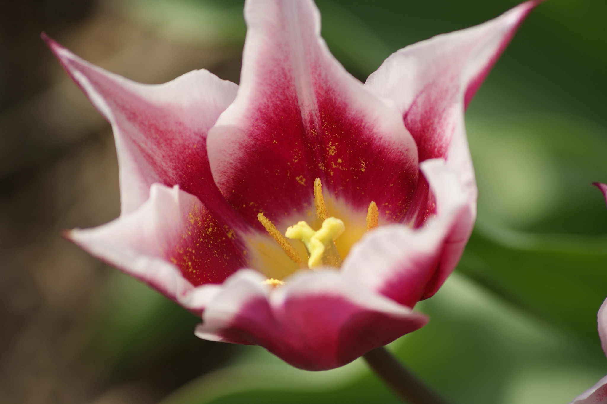 Sony Alpha DSLR-A390 sample photo. Exploding pollen photography