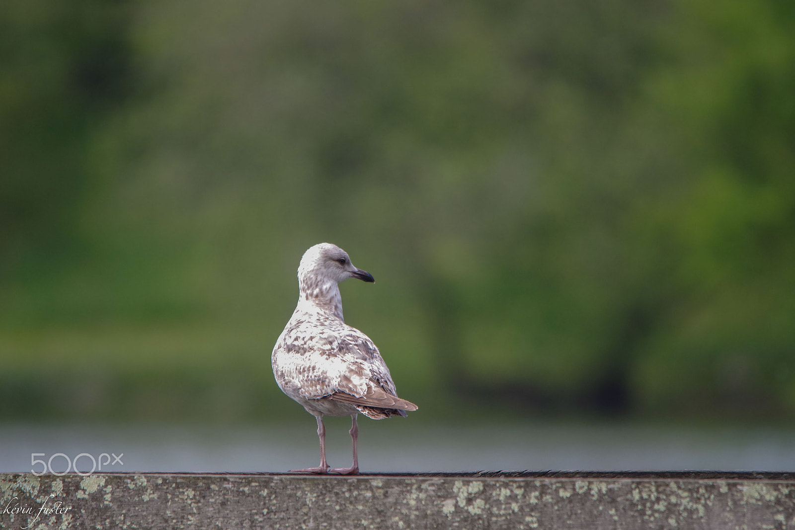 Sigma 150-500mm F5-6.3 DG OS HSM sample photo. Lac marion 2 photography