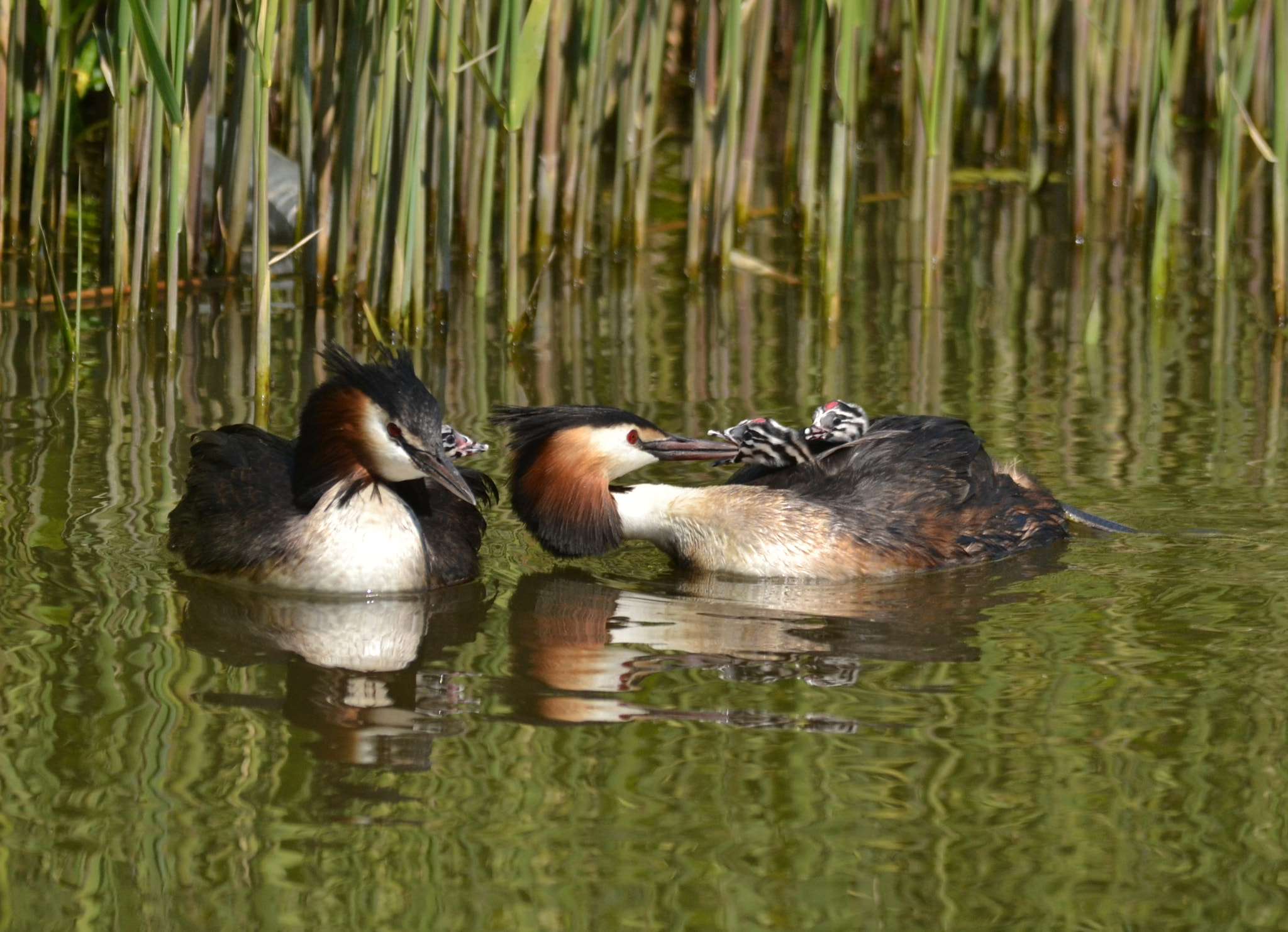 Sigma 150-500mm F5-6.3 DG OS HSM sample photo. Great crested grebe, feedingtime! photography