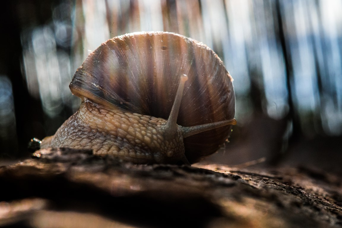 Fujifilm X-M1 + Fujifilm XF 60mm F2.4 R Macro sample photo. Snail photography