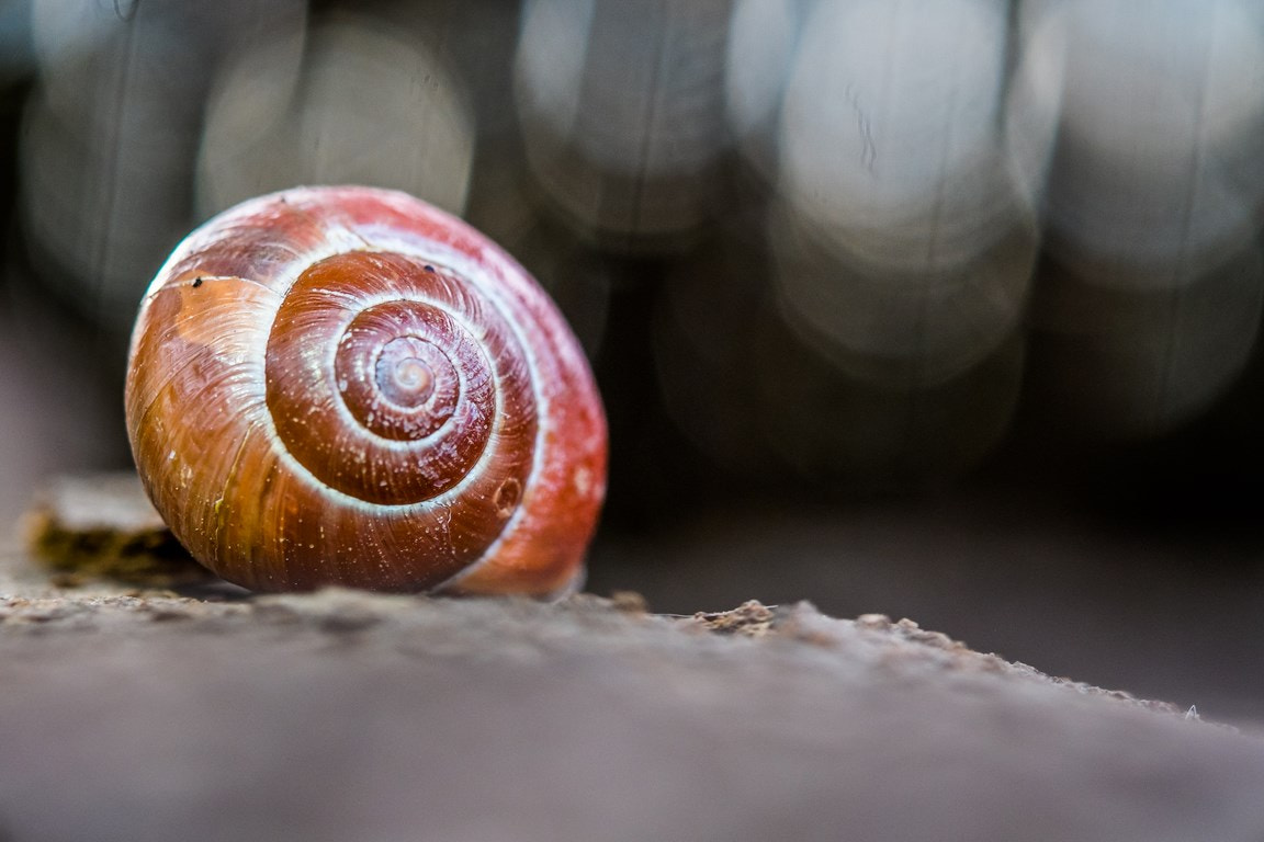 Fujifilm X-M1 + Fujifilm XF 60mm F2.4 R Macro sample photo. (kopiowanie) photography