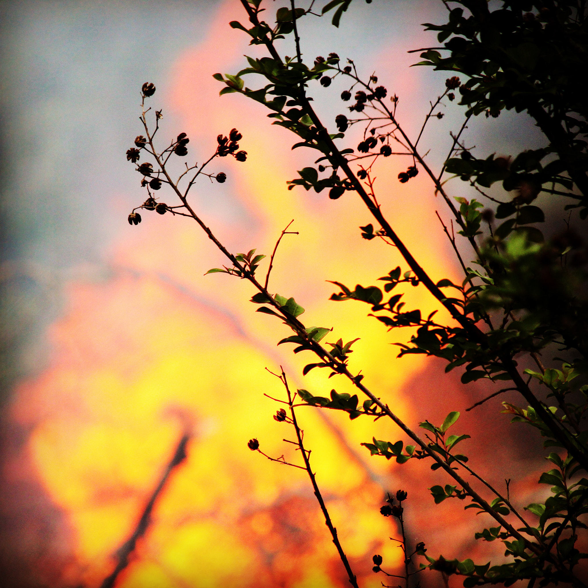 Canon EF-S 55-250mm F4-5.6 IS II sample photo. Flames photography