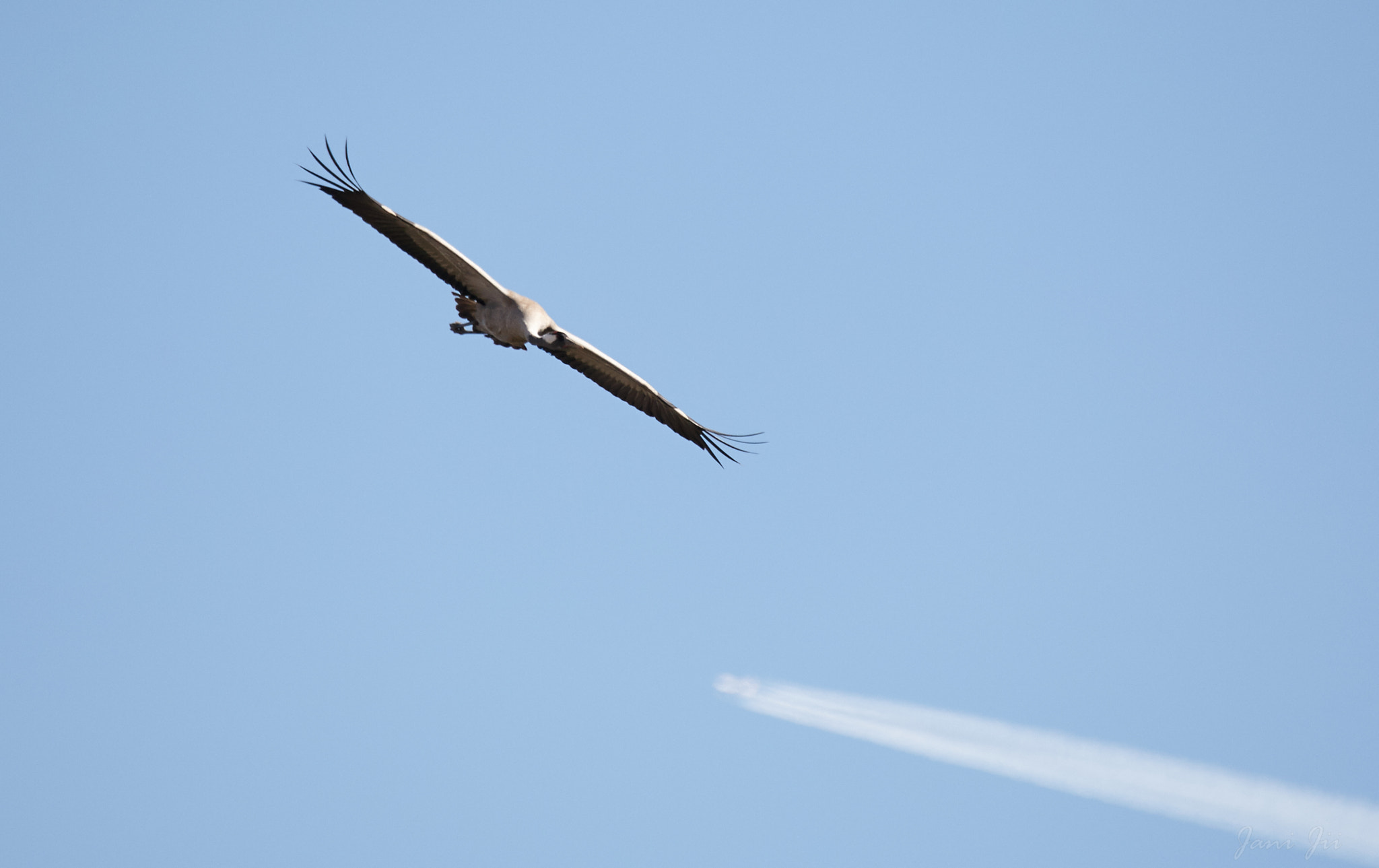 Canon EOS-1D Mark III + 150-600mm F5-6.3 DG OS HSM | Contemporary 015 sample photo. I'm flying... photography