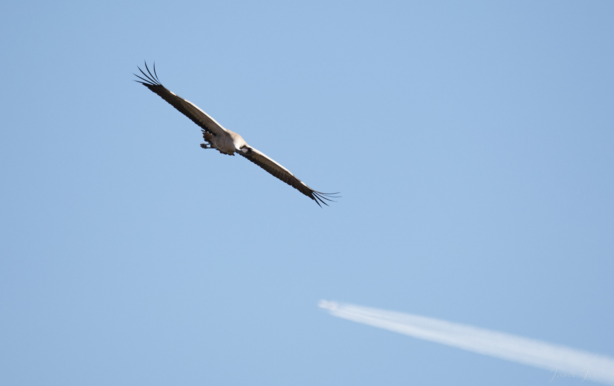 Canon EOS-1D Mark III sample photo. I'm flying... photography