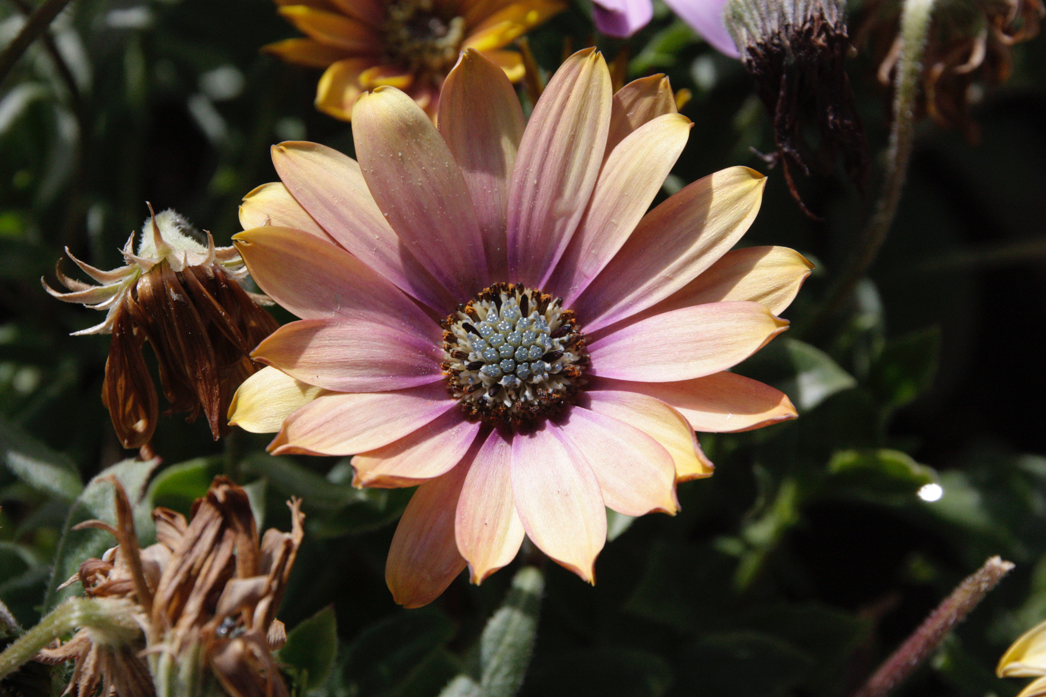 Canon EOS 450D (EOS Rebel XSi / EOS Kiss X2) sample photo. Faded flower photography