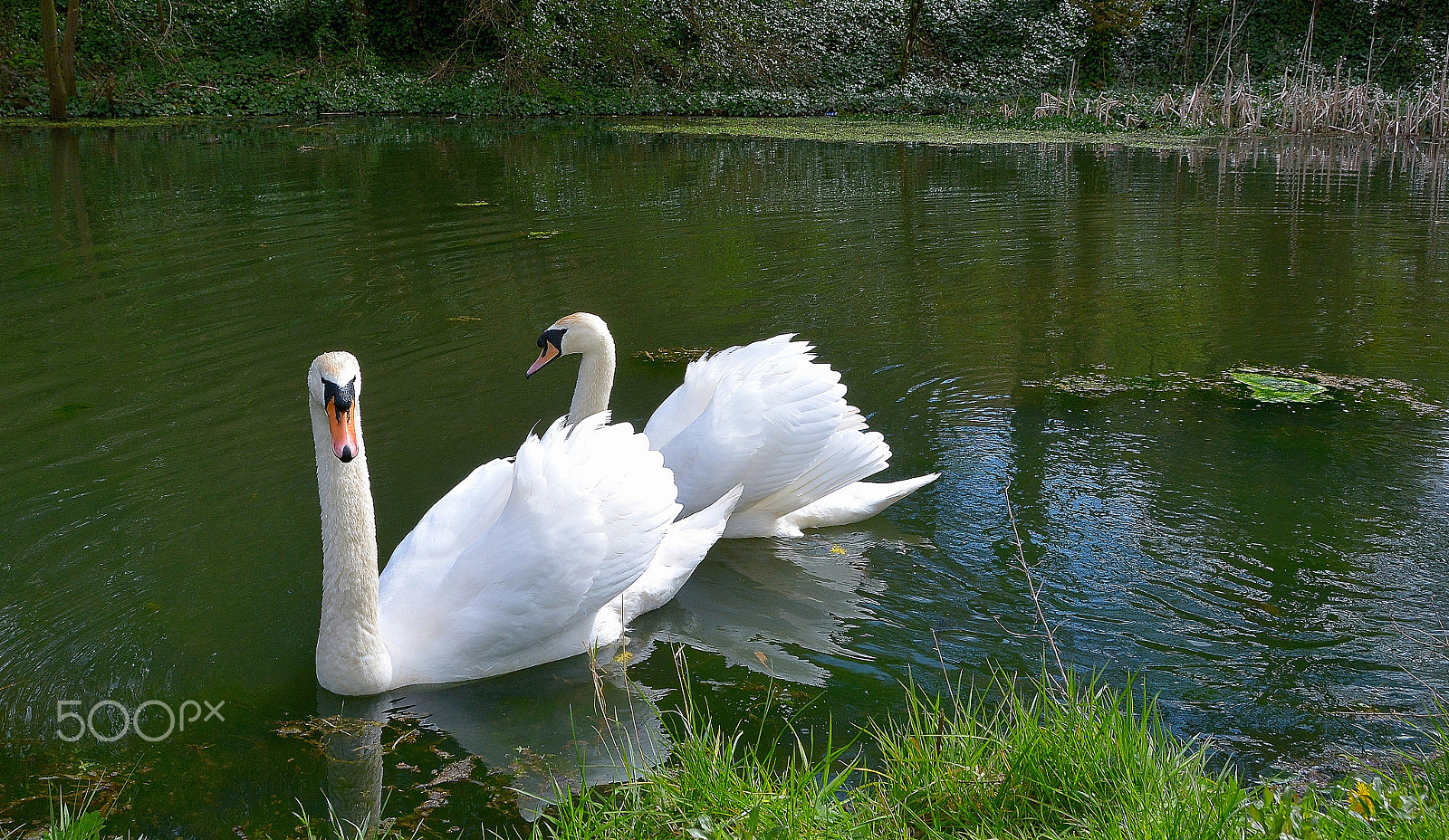 Nikon D5200 + Nikon AF-S DX Nikkor 18-200mm F3.5-5.6G IF-ED VR sample photo. "young swans". photography