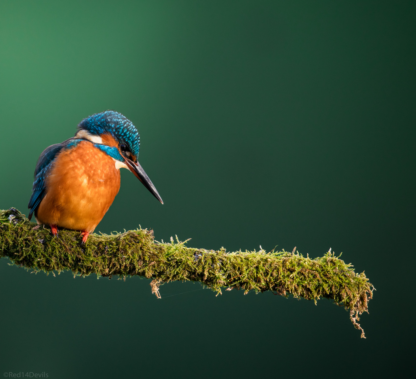 Canon EOS 5DS + Canon EF 100-400mm F4.5-5.6L IS II USM sample photo. Common  kingfisher photography