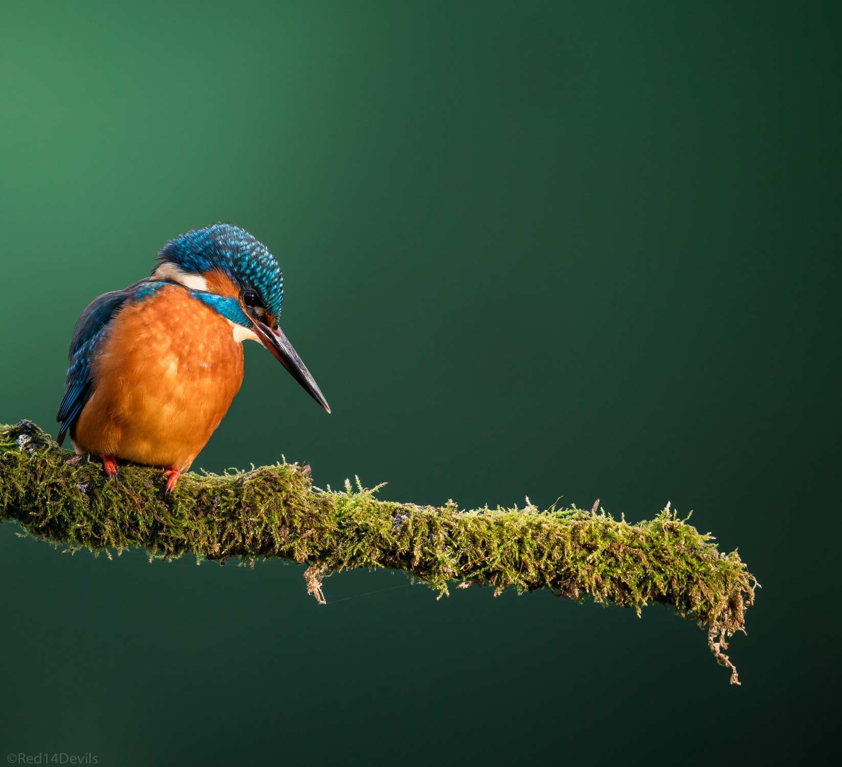 Canon EF 100-400mm F4.5-5.6L IS II USM sample photo. Common  kingfisher photography