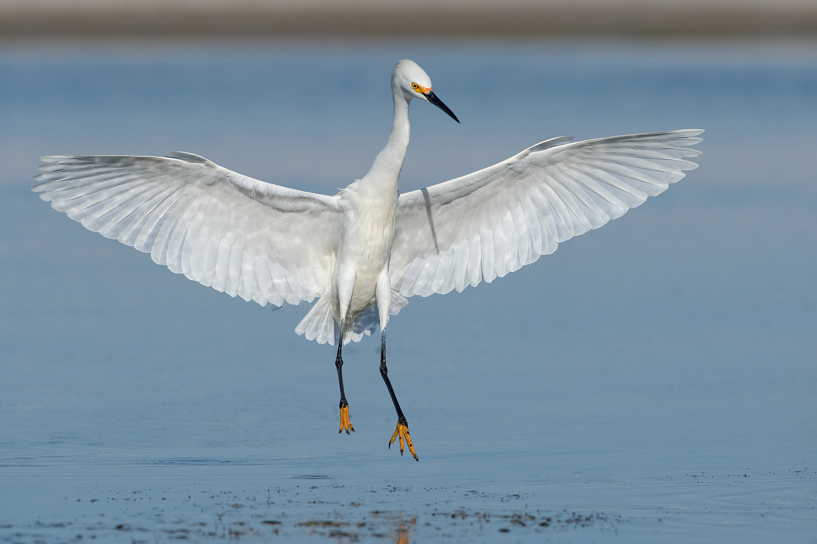 Nikon AF-S Nikkor 200-500mm F5.6E ED VR sample photo. Snowy landing photography