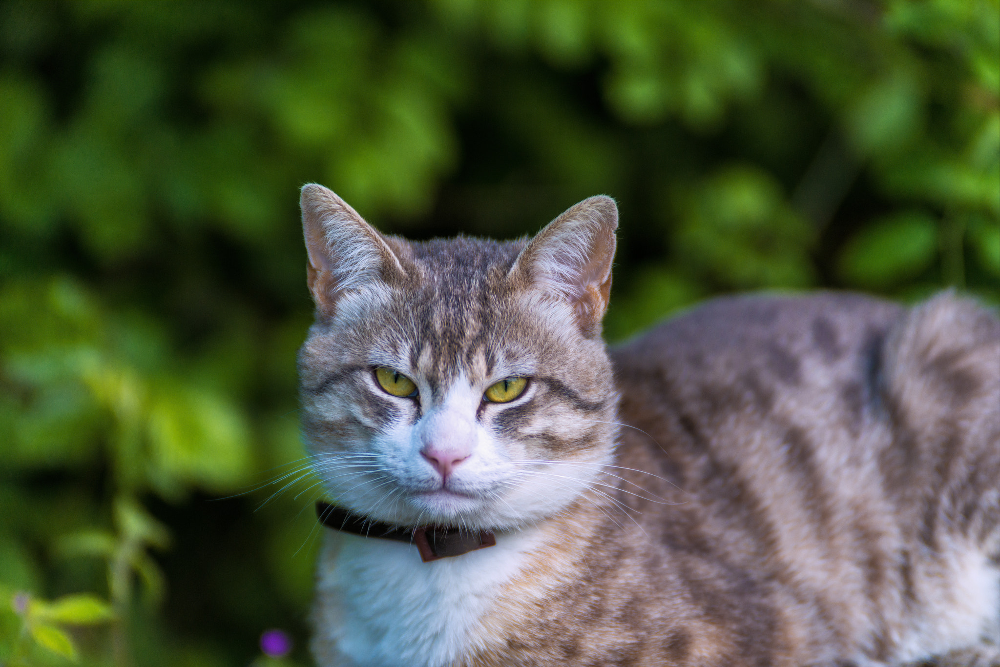 Sigma 120-300mm F2.8 EX DG HSM sample photo. The cat portrait photography