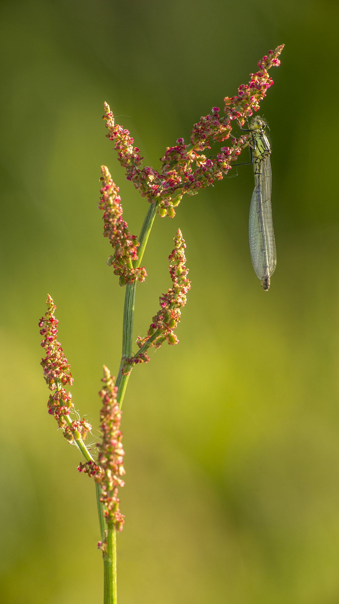 Nikon Nikkor AF-S 300mm F4E PF ED VR sample photo. Red-eyed damselfly on sorrel photography