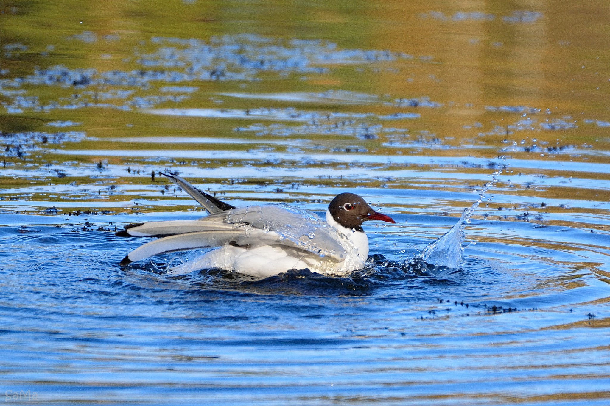 Nikon D5200 + Sigma 70-300mm F4-5.6 DG OS sample photo. Black-headed gull photography