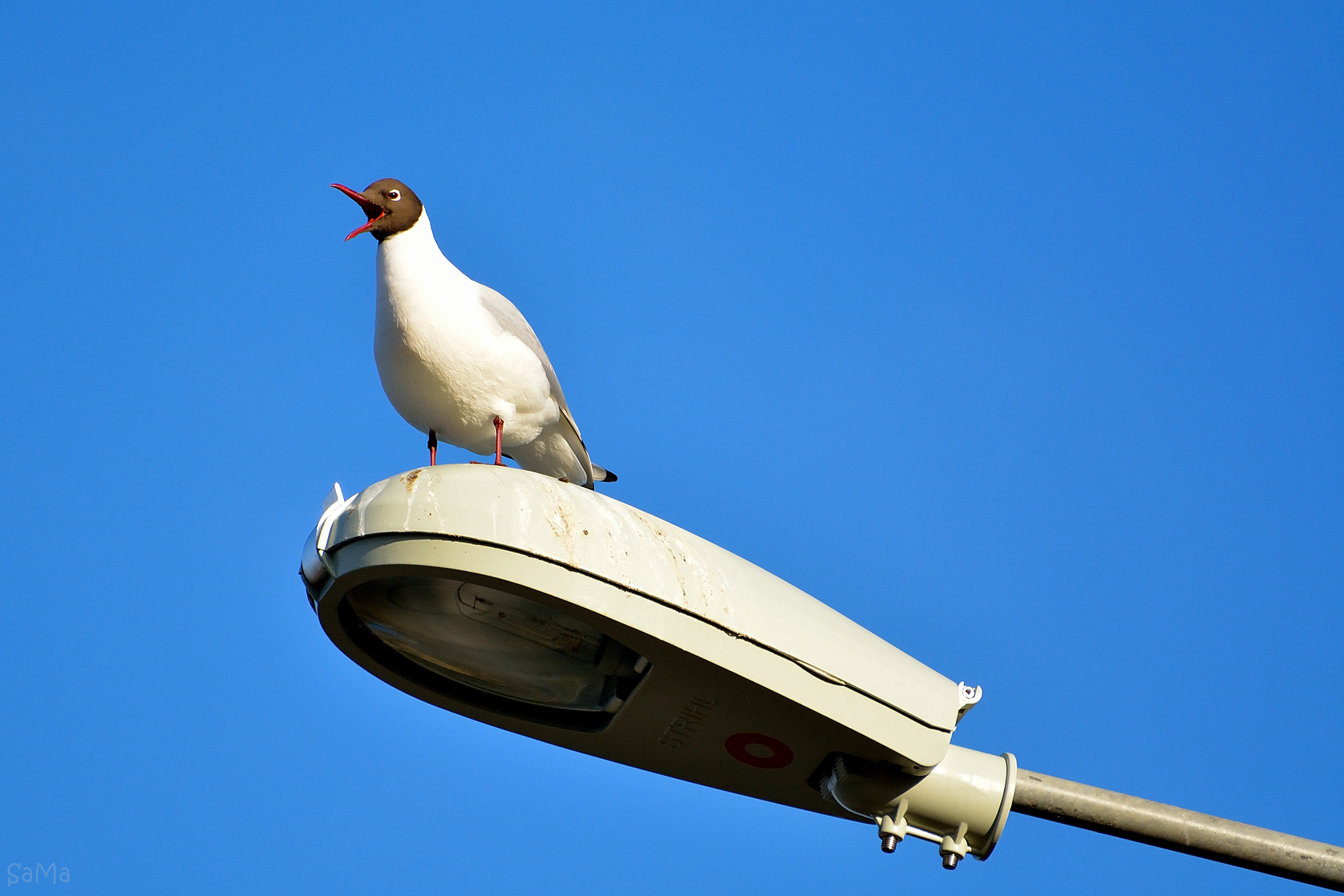 Nikon D5200 + Sigma 70-300mm F4-5.6 DG OS sample photo. Common black-headed gull photography